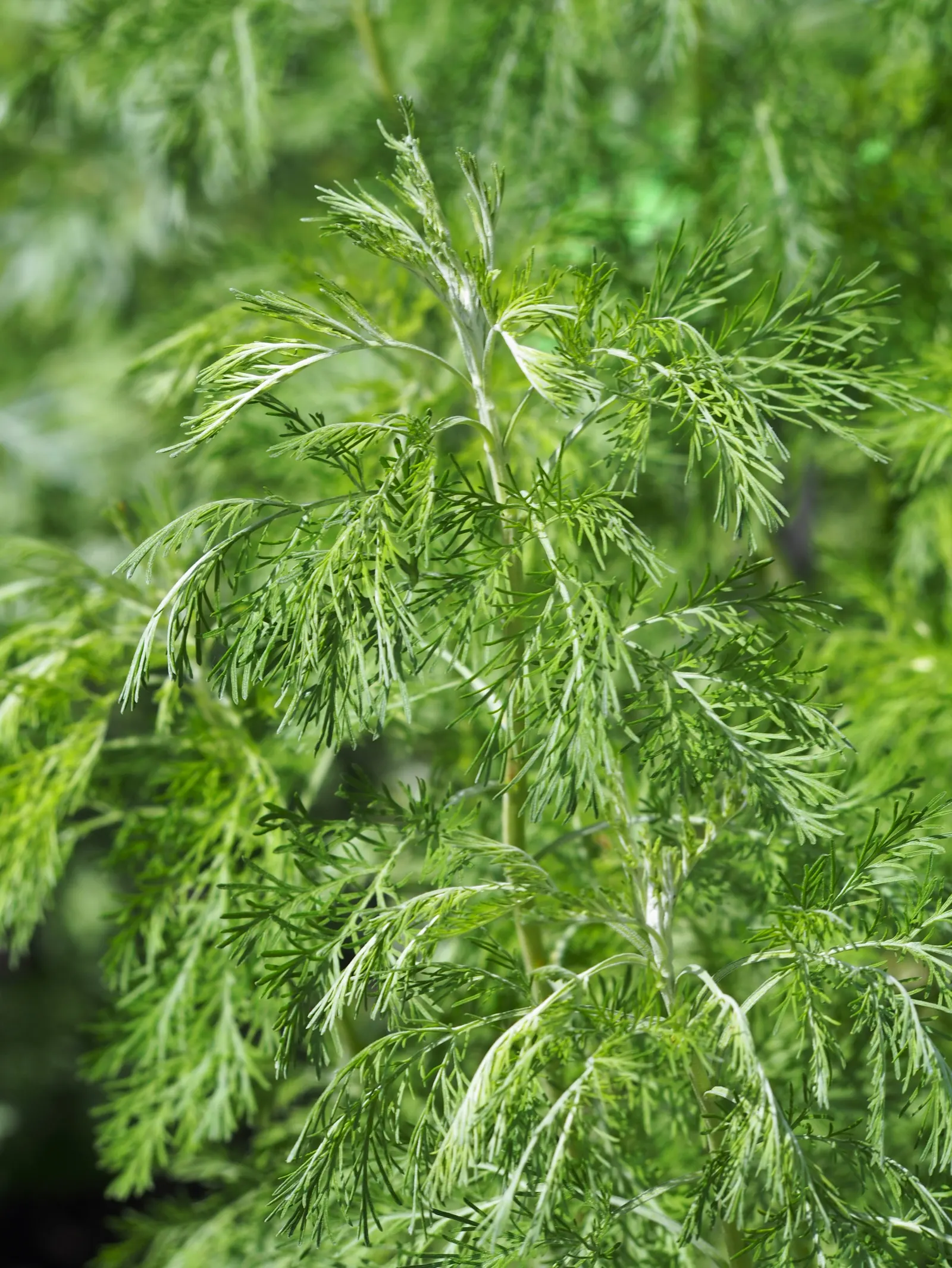Southernwood (Artemisia Abrotanum) — herb / perennial for full or half