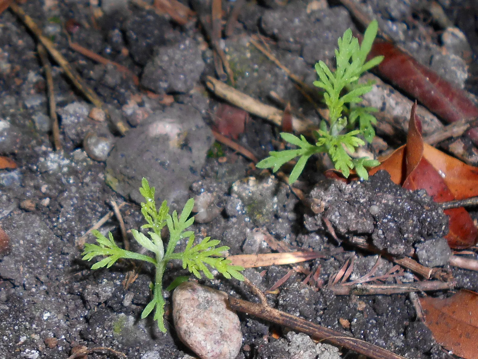 Southernwood (Artemisia Abrotanum) — contributing an olfactory dimension to the garden.<br><br>Ideally suited for USDA hardiness zones 5 through 8