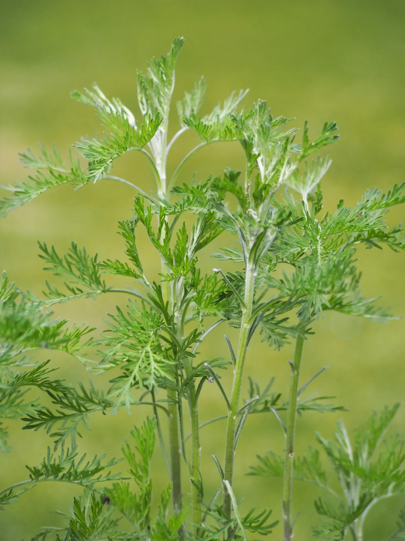 Southernwood (Artemisia Abrotanum) — Its aromatic leaves deter pests, making it a practical choice for mixed borders; it features feathery, silver-green