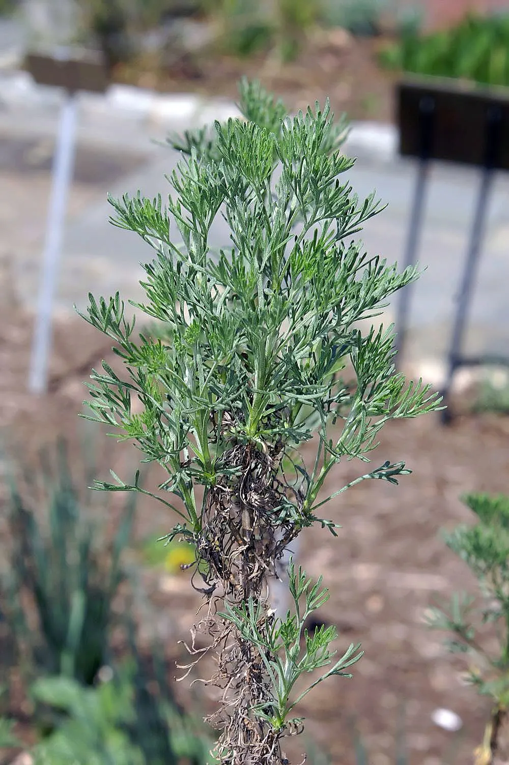 Southernwood (Artemisia Abrotanum) — It exhibits a robust growth habit