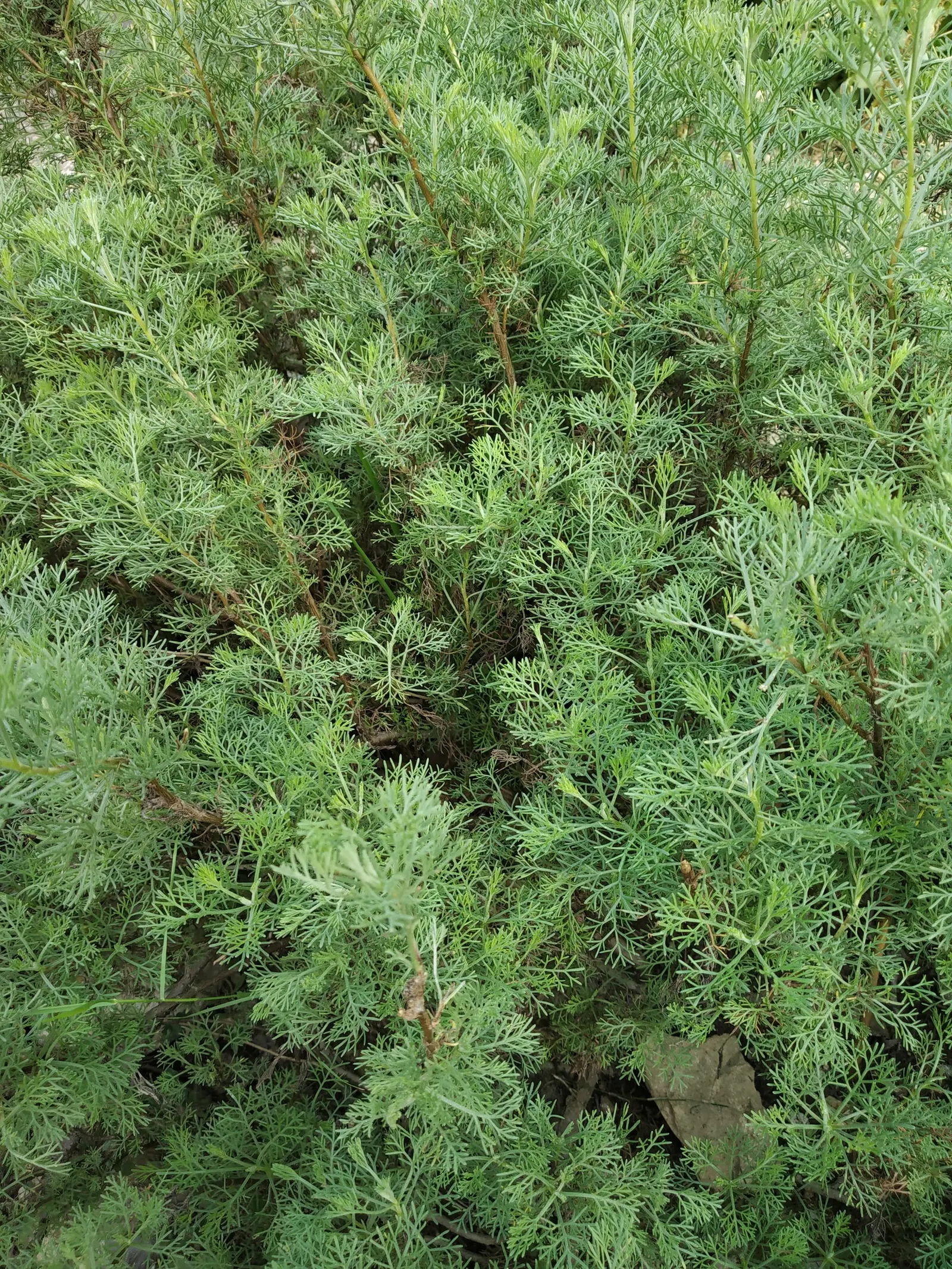 Southernwood (Artemisia Abrotanum) — but its inconspicuous yellowish flowers