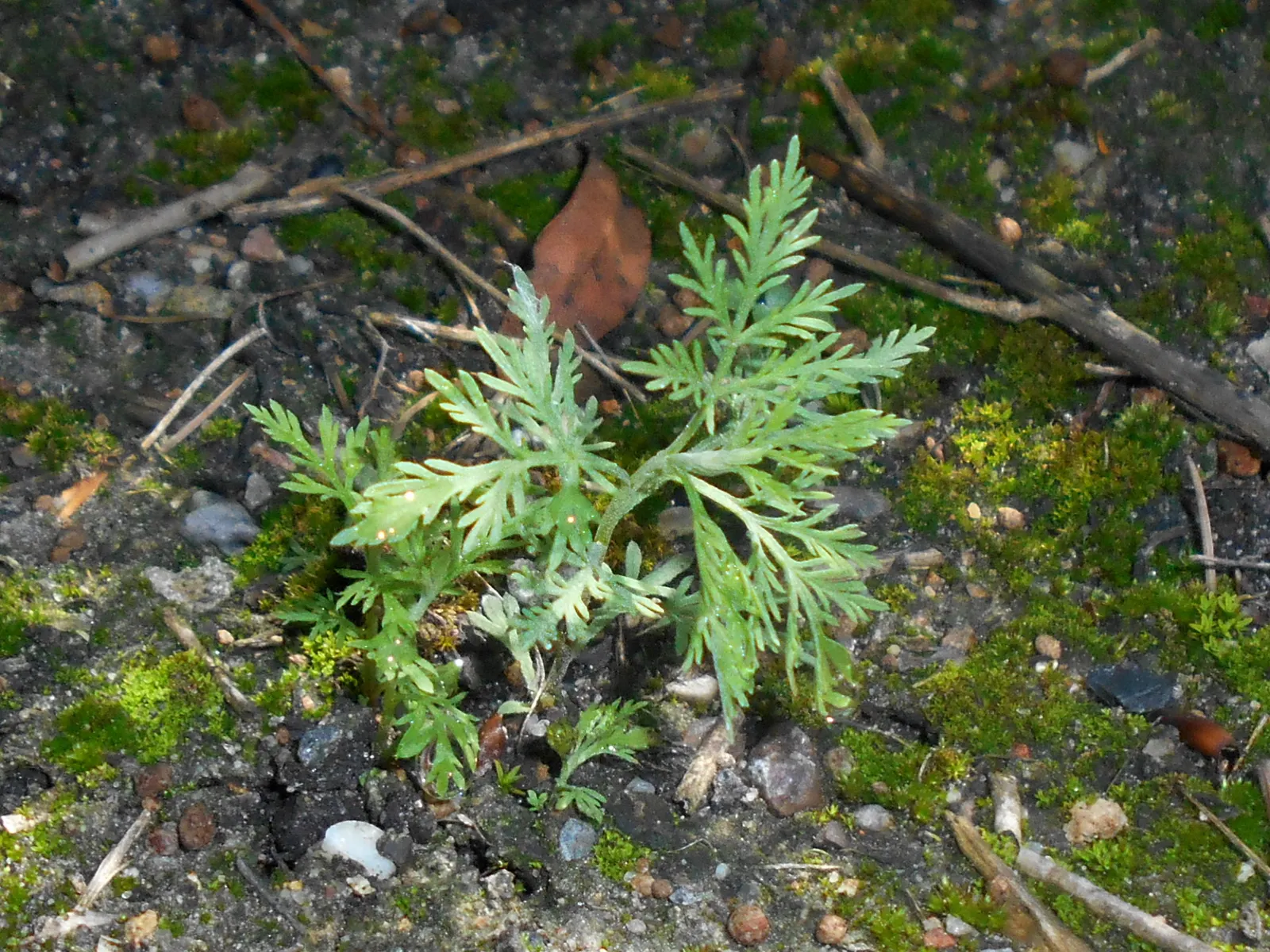 Southernwood (Artemisia Abrotanum) — botanically known as Artemisia abrotanum