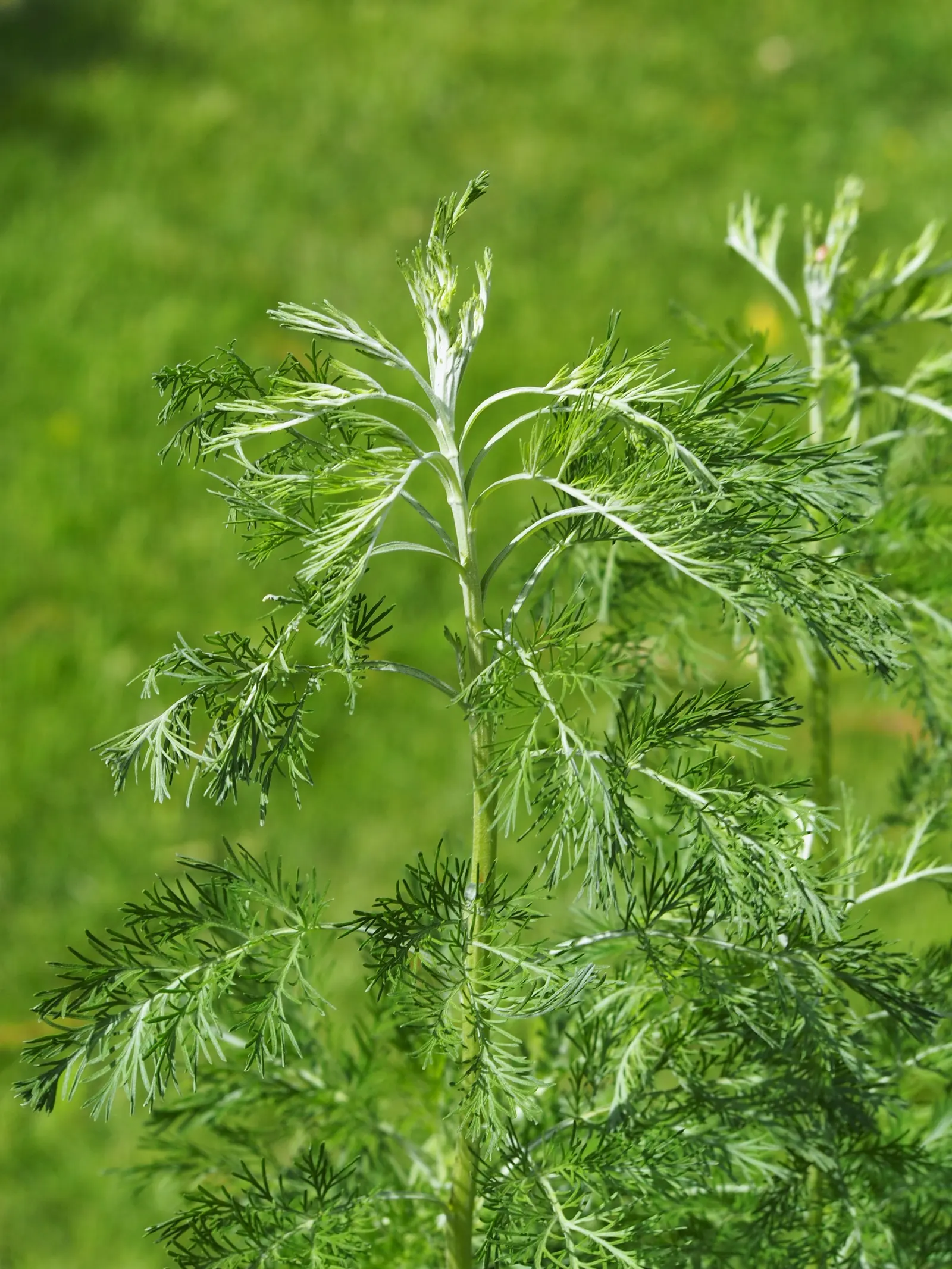 Southernwood (Artemisia Abrotanum) — which release a lemony fragrance when brushed or crushed; southernwood possesses historical uses in traditional herbalism