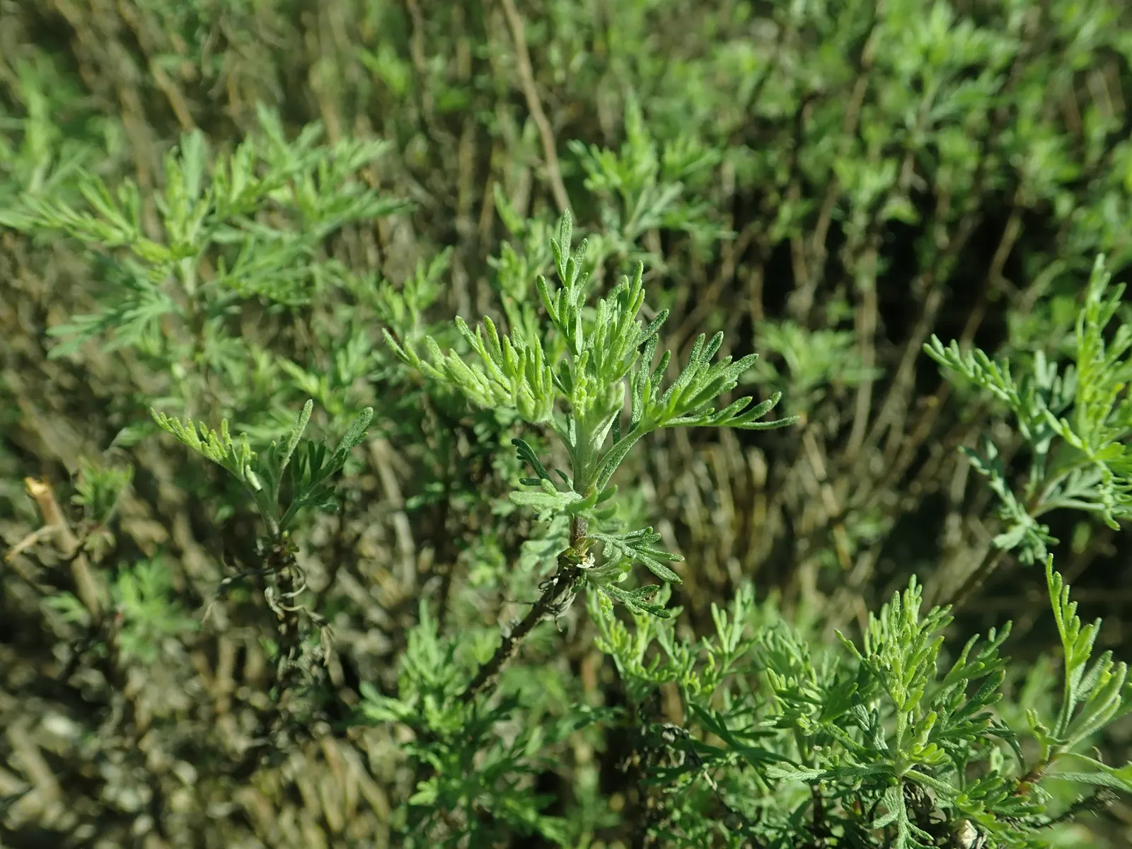 Southernwood (Artemisia Abrotanum) — contributing an olfactory dimension to the garden.<br><br>Ideally suited for USDA hardiness zones 5 through 8; providing