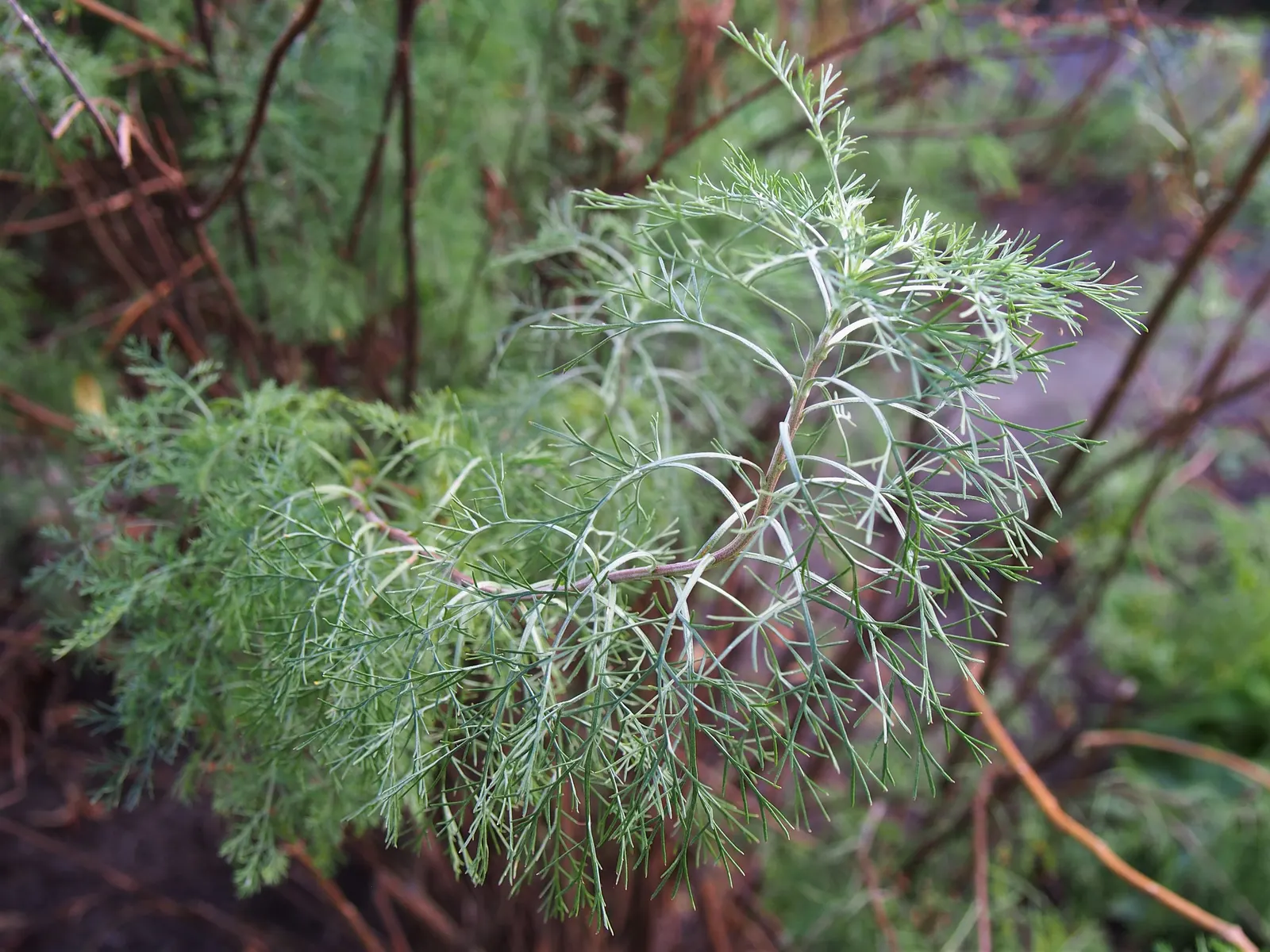 Southernwood (Artemisia Abrotanum) — It benefits from annual pruning in early spring to maintain shape and encourage healthy new growth