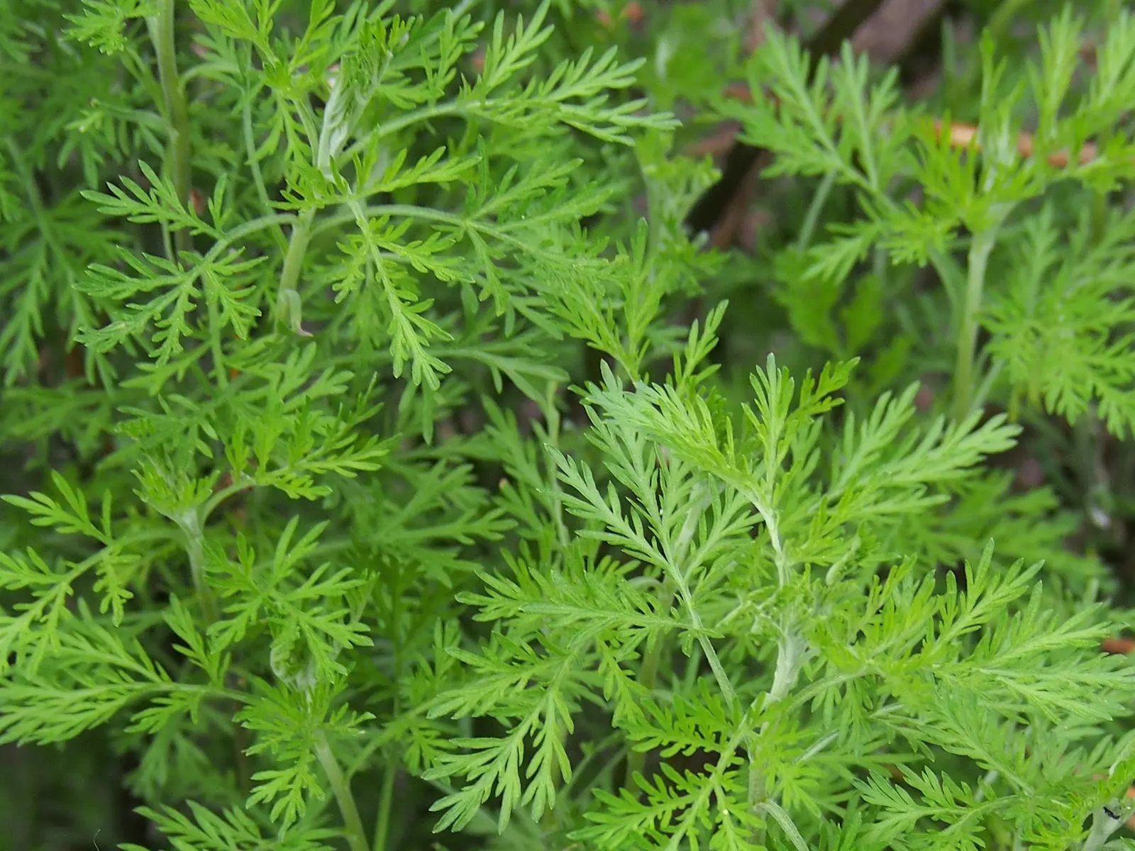 Southernwood (Artemisia Abrotanum) — is renowned for its aromatic leaves; originating from the Asteraceae family
