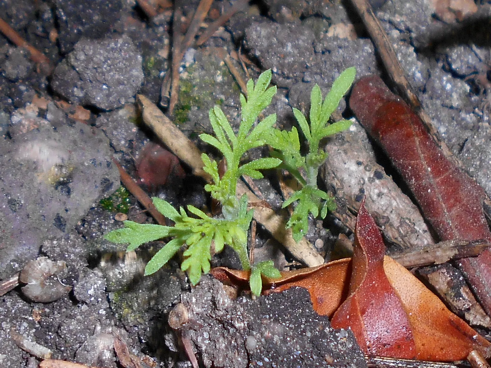 Southernwood (Artemisia Abrotanum) — originating from the Asteraceae family