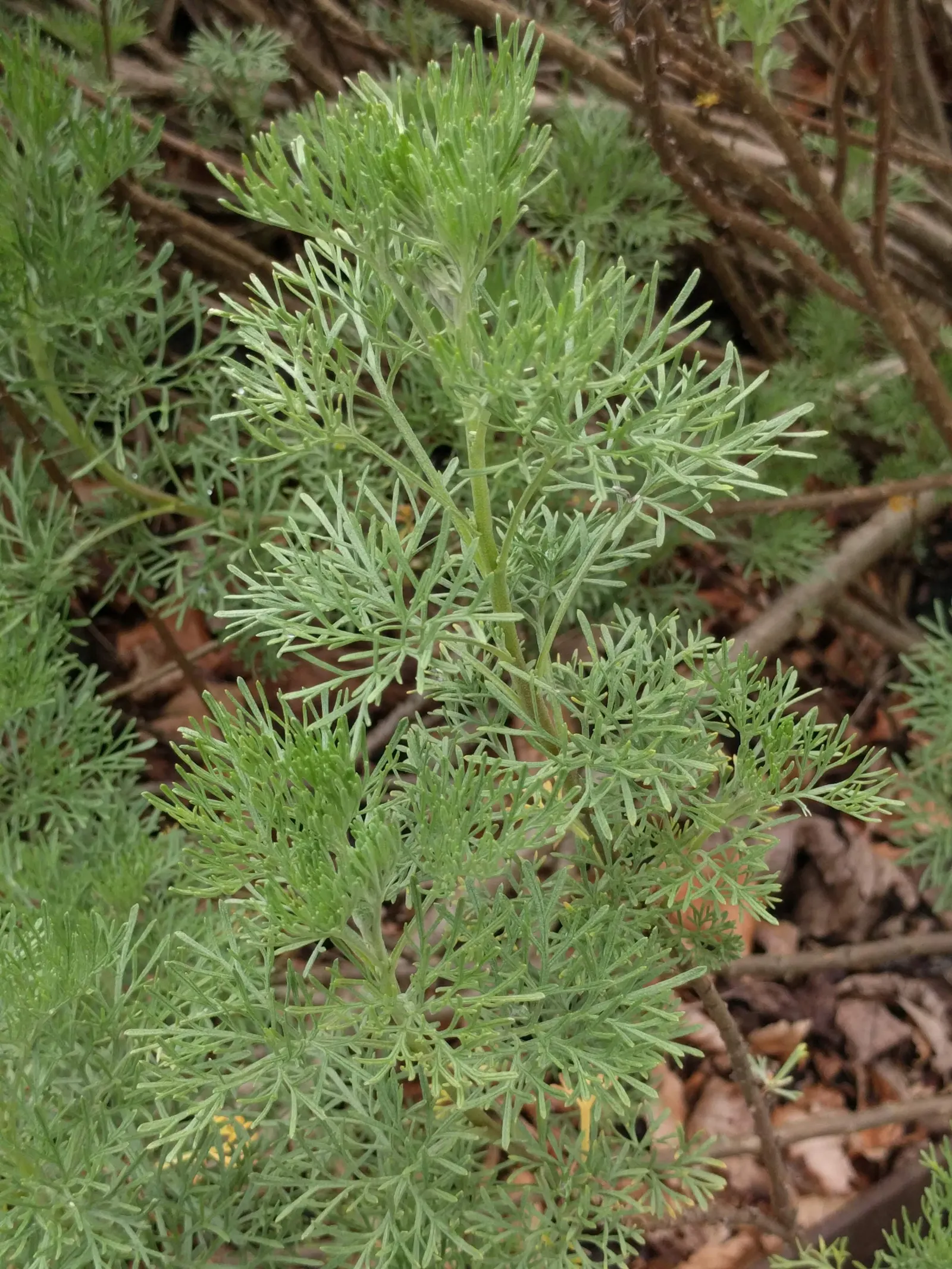 Southernwood (Artemisia Abrotanum) — Southernwood thrives in full sun and well-draining soil; prune in spring to maintain shape and encourage dense growth