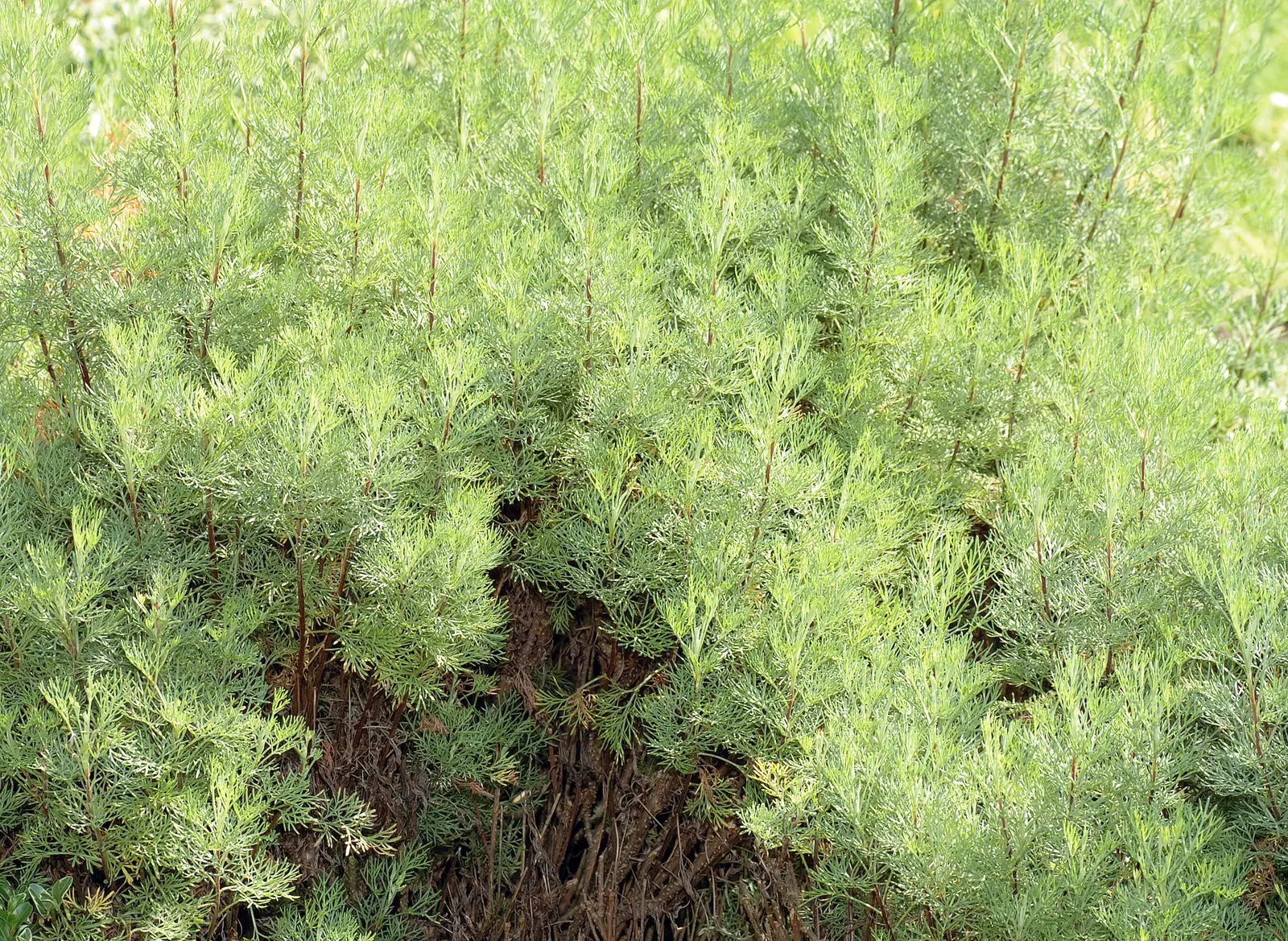 Southernwood (Artemisia Abrotanum) — Southernwood possesses historical uses in traditional herbalism