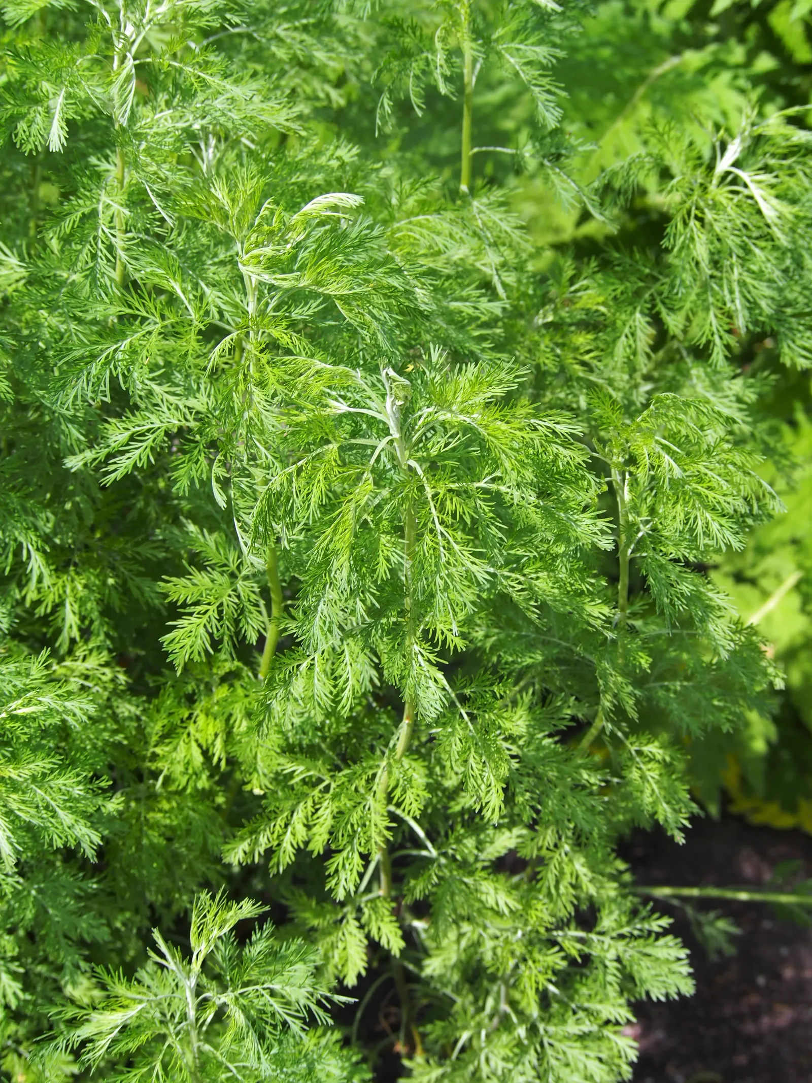 Southernwood (Artemisia Abrotanum) — Prune in spring to maintain shape and encourage dense growth; which release a lemony fragrance when brushed or crushed