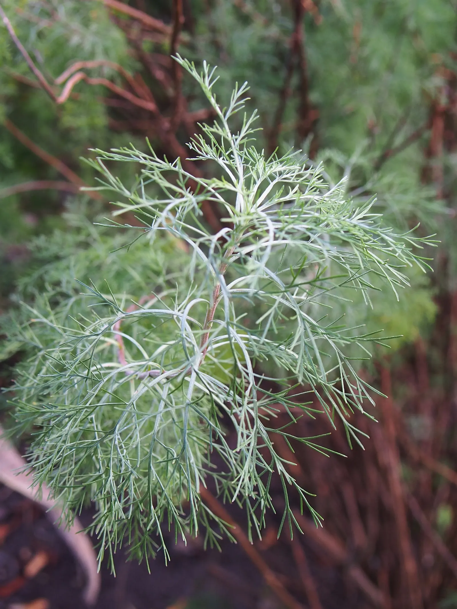 Southernwood (Artemisia Abrotanum) — though today it's primarily ornamental