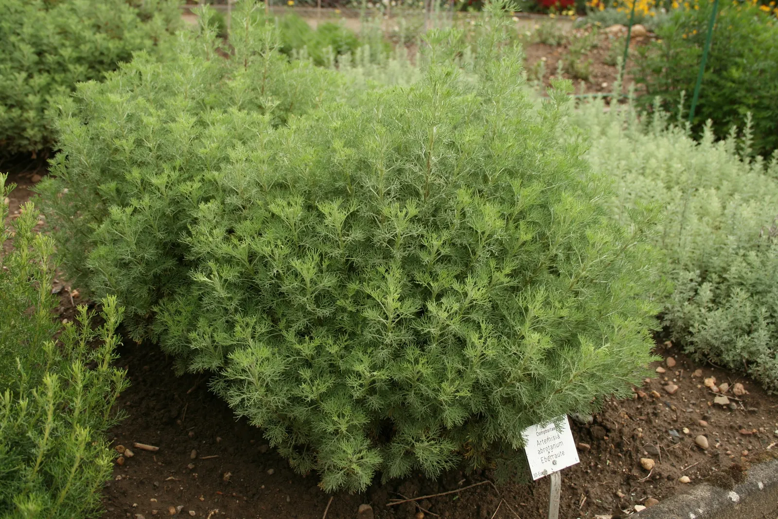 Southernwood (Artemisia Abrotanum) — botanically known as Artemisia abrotanum; gray-green leaves are persistent throughout the growing season
