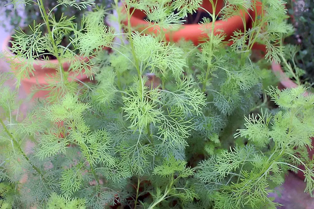 Southernwood (Artemisia Abrotanum) — It features feathery, silver-green foliage reaching up to 3-4 feet tall with a spread of 2-3 feet