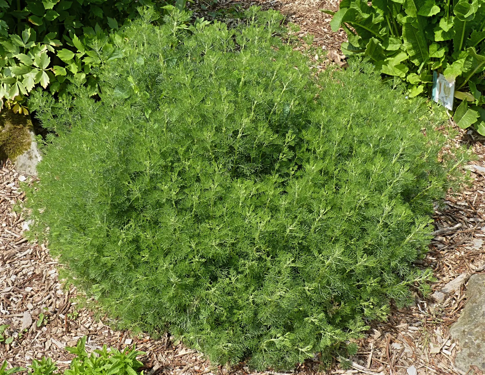 Southernwood (Artemisia Abrotanum) — Southernwood (Artemisia abrotanum) is a fragrant, semi-woody perennial, thriving in zones 4-8; its aromatic leaves deter