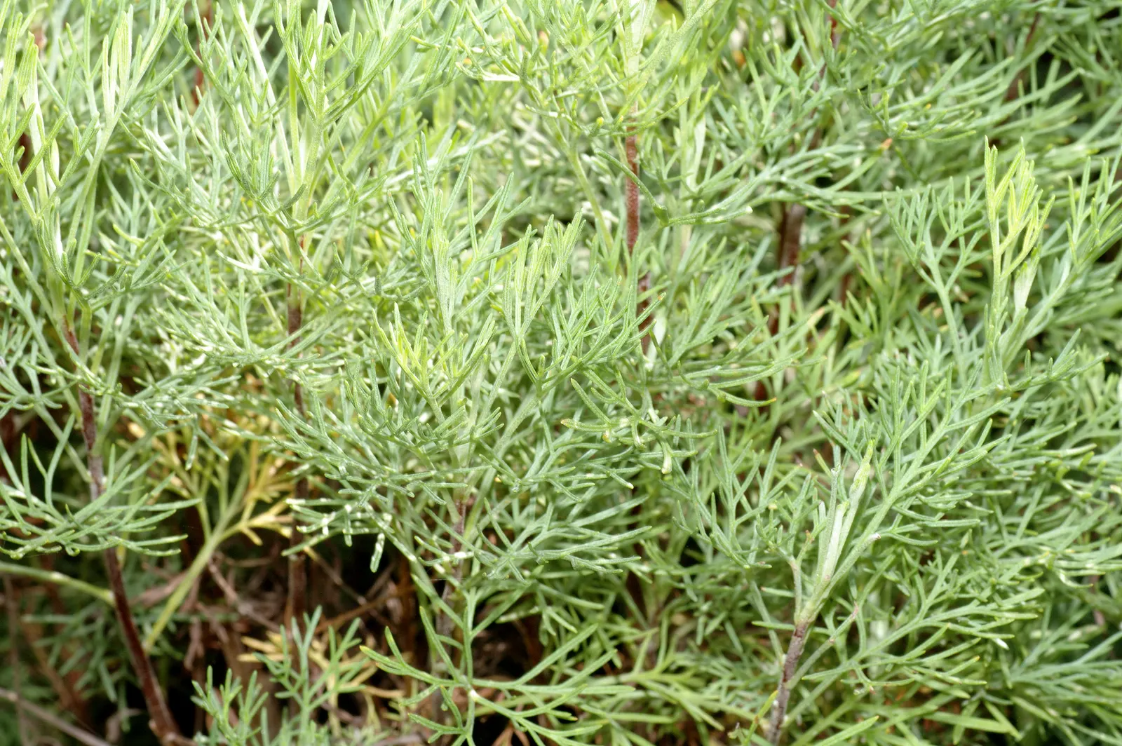 Southernwood (Artemisia Abrotanum) — This sun-loving herb appreciates well-drained soil, offering drought tolerance once established; which bloom in late summer
