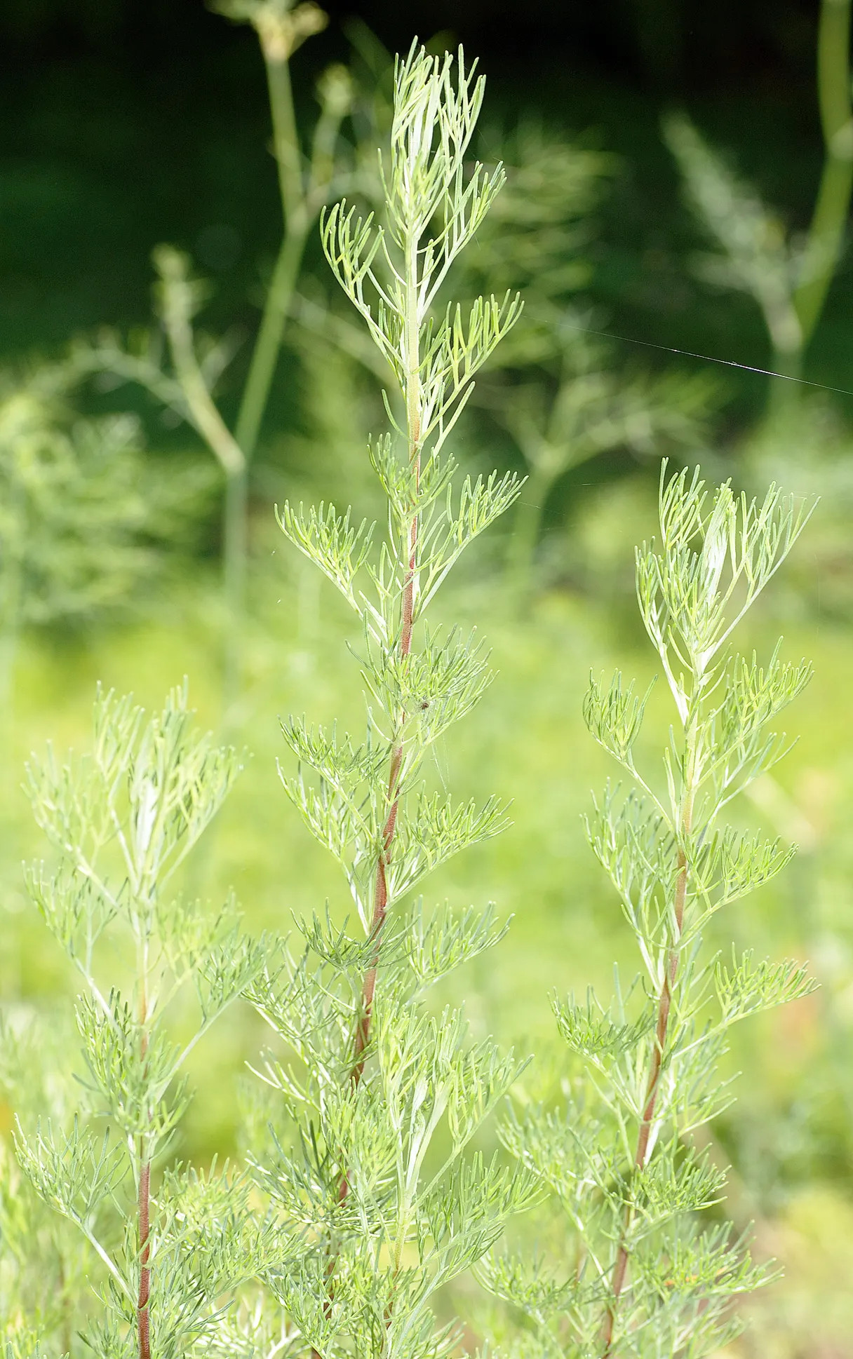 Southernwood (Artemisia Abrotanum) — Artemisia abrotanum is an excellent choice for adding texture and fragrance to your client's outdoor sanctuary