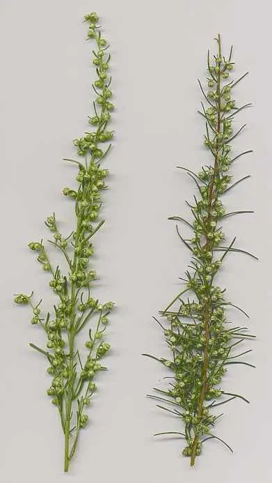 Southernwood (Artemisia Abrotanum) — typically reaching heights of 3 to 4 feet with a spread of about the same