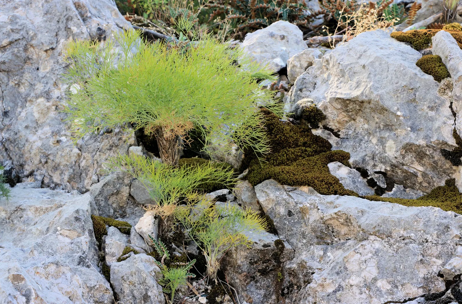 Southernwood (Artemisia Abrotanum) — is renowned for its aromatic leaves