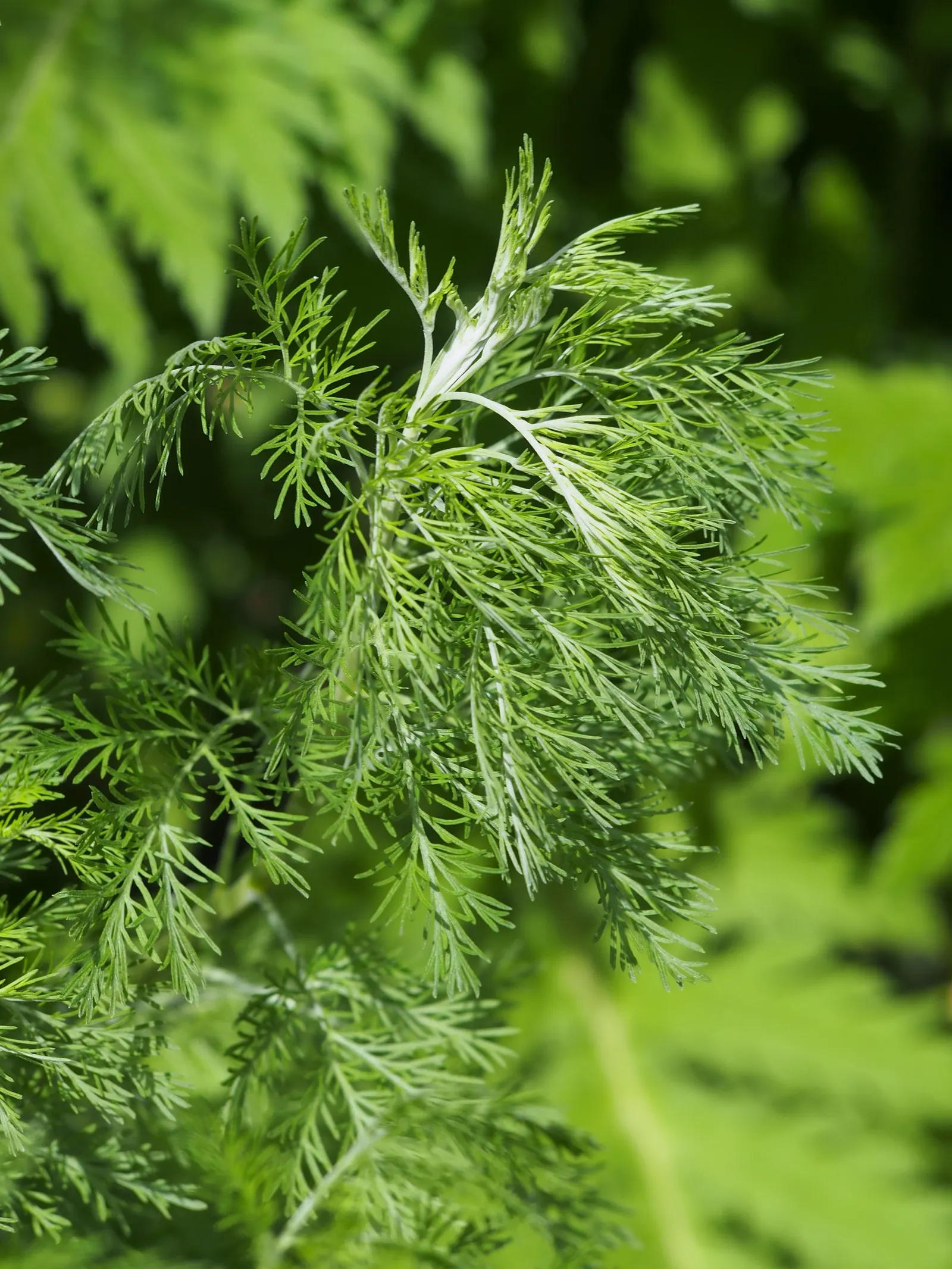 Southernwood (Artemisia Abrotanum) — It exhibits a robust growth habit, image 35