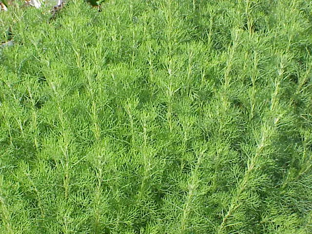 Southernwood (Artemisia Abrotanum) — Southernwood (Artemisia abrotanum) is a fragrant, semi-woody perennial, thriving in zones 4-8