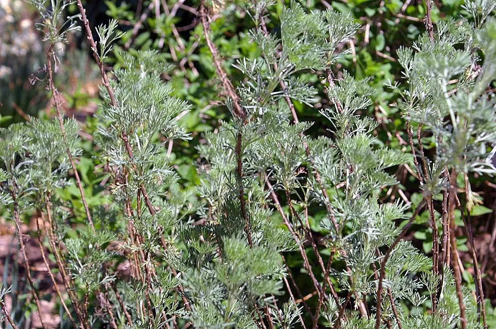 Southernwood (Artemisia Abrotanum) — are often overlooked in comparison to its rich foliage.<br><br>Maintenance for Southernwood is minimal