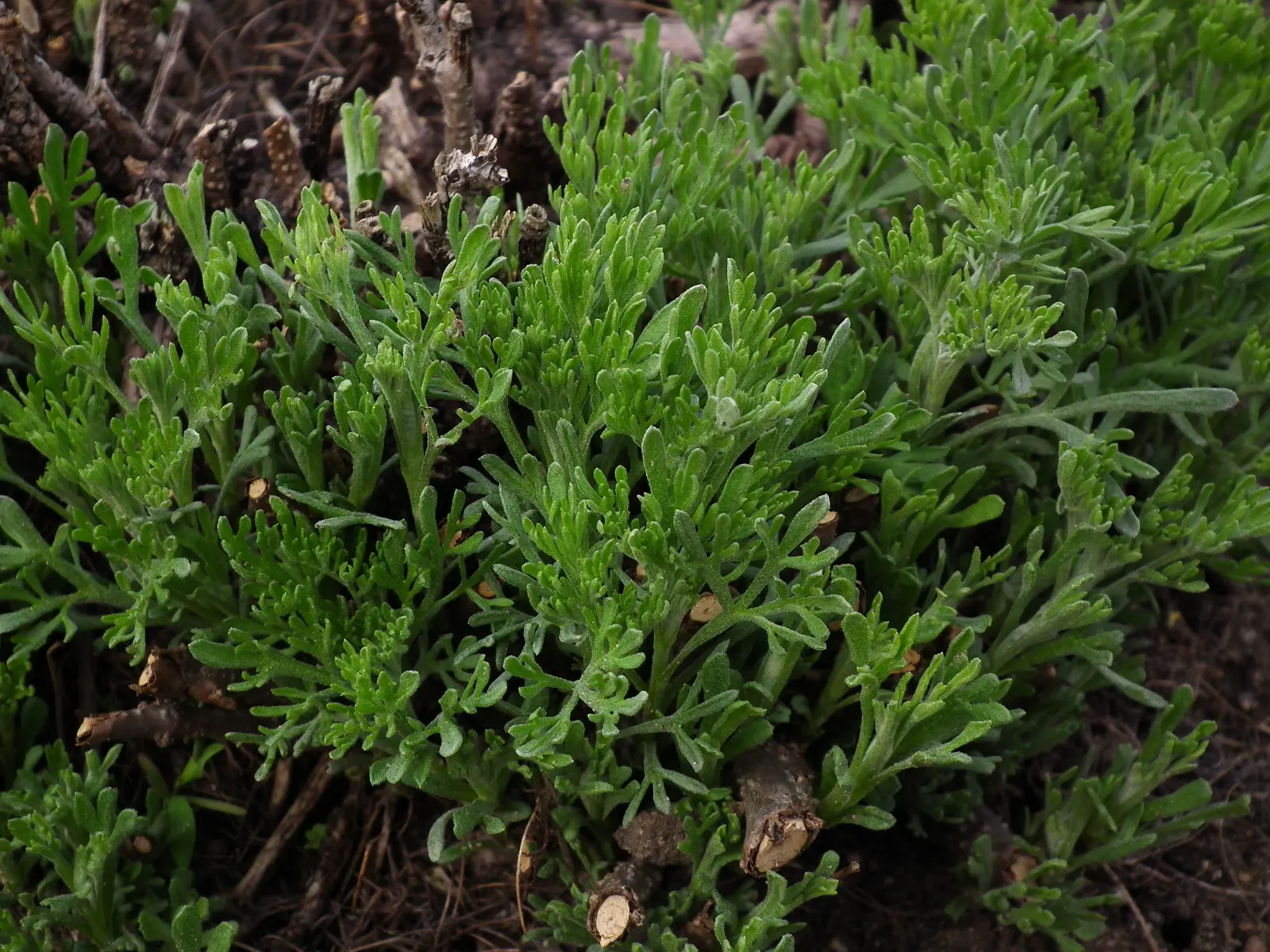 Southernwood (Artemisia Abrotanum) — Its aromatic leaves deter pests, making it a practical choice for mixed borders