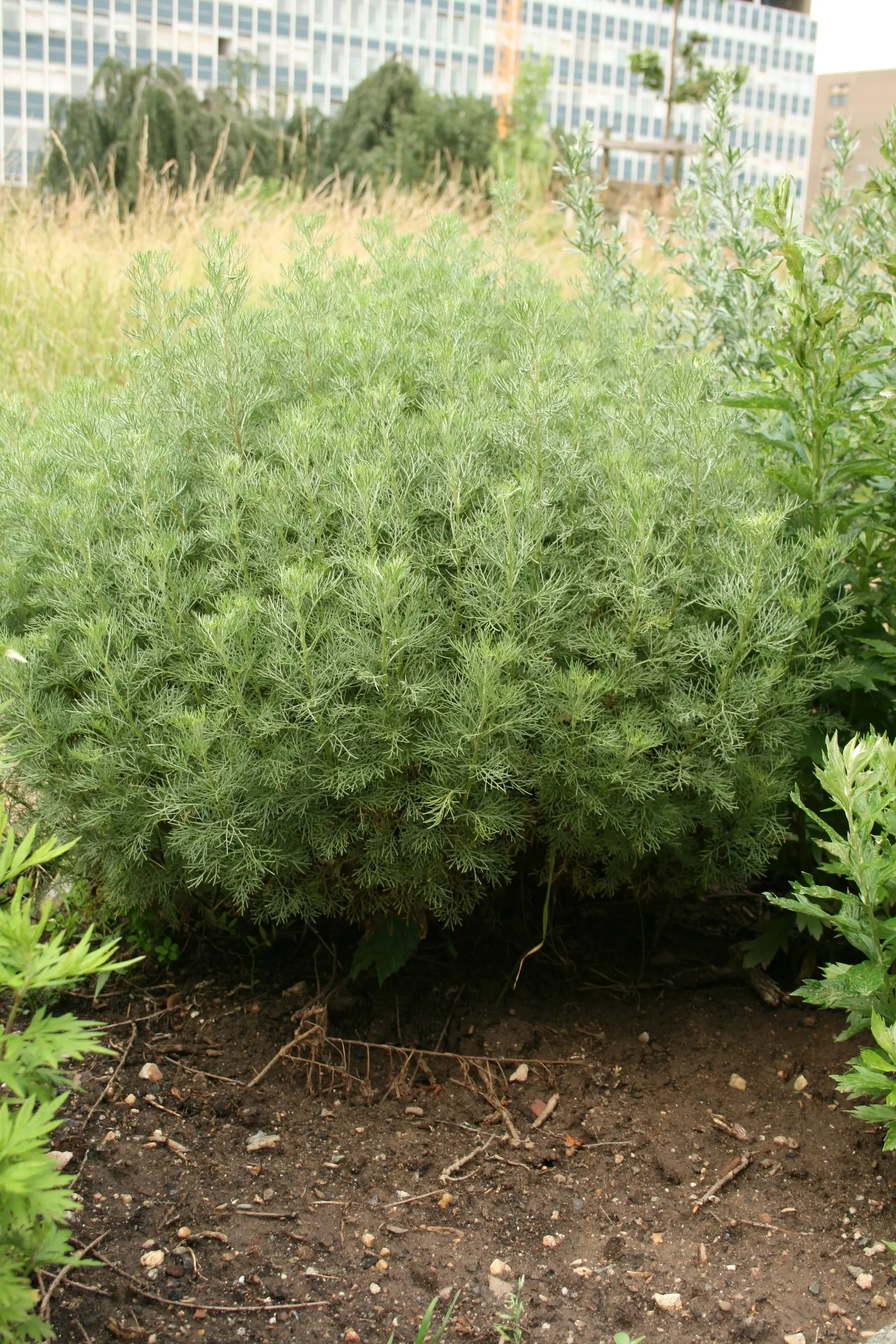 Southernwood (Artemisia Abrotanum) — originating from the Asteraceae family; herb / perennial for full or half