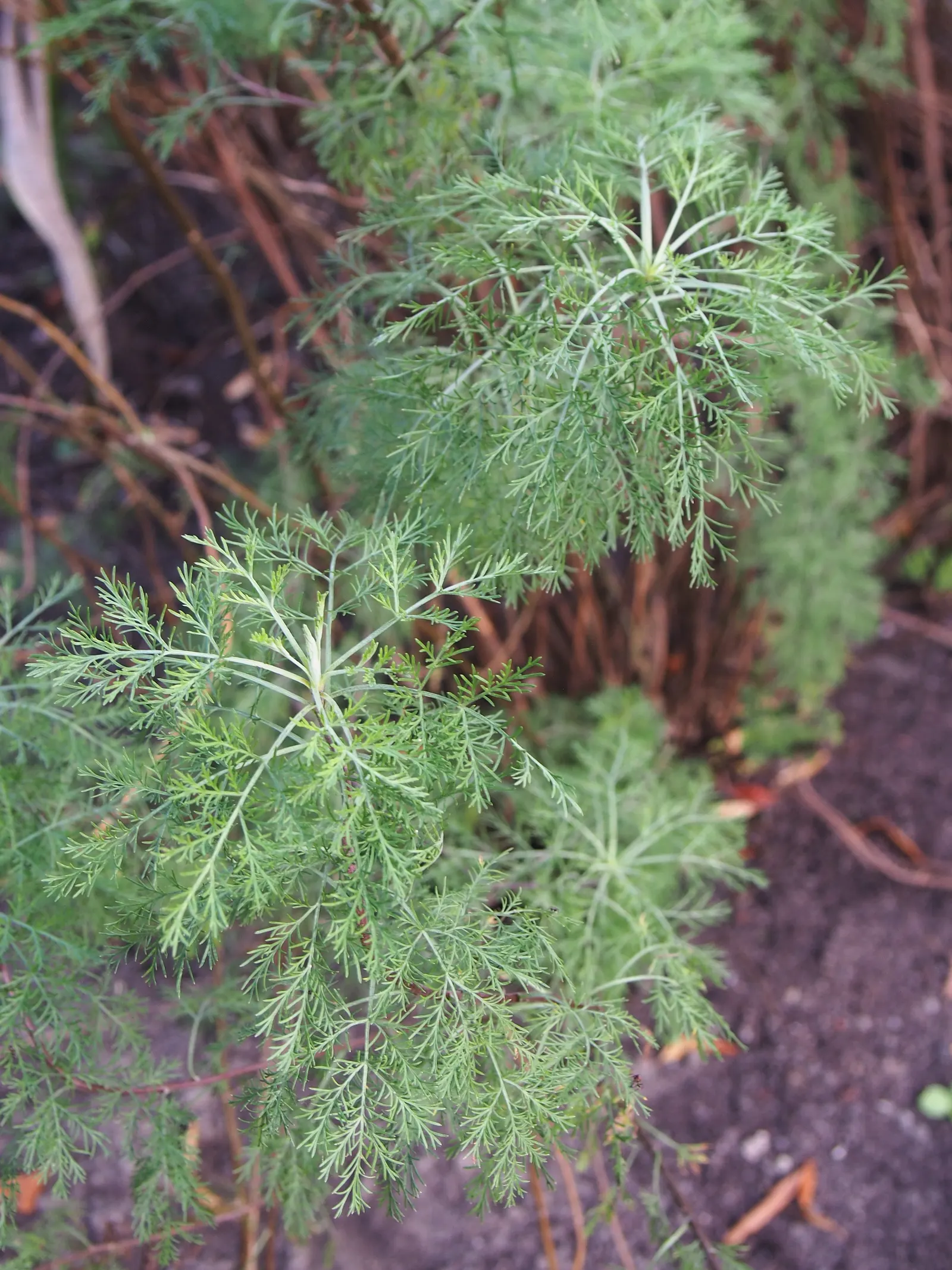 Southernwood (Artemisia Abrotanum) — It features feathery, silver-green foliage reaching up to 3-4 feet tall with a spread of 2-3 feet; southernwood thrives in
