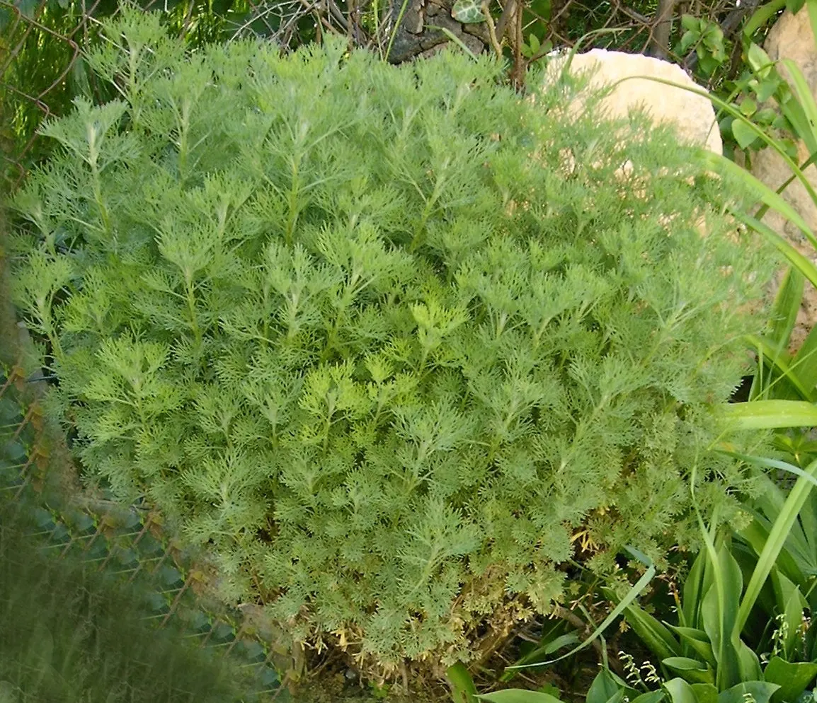 Southernwood (Artemisia Abrotanum) — gray-green leaves are persistent throughout the growing season