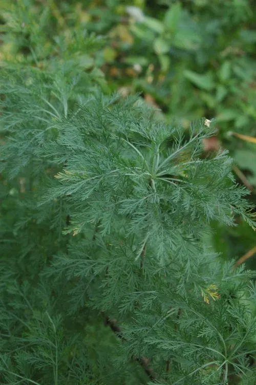 Southernwood (Artemisia Abrotanum) — This sun-loving herb appreciates well-drained soil, offering drought tolerance once established