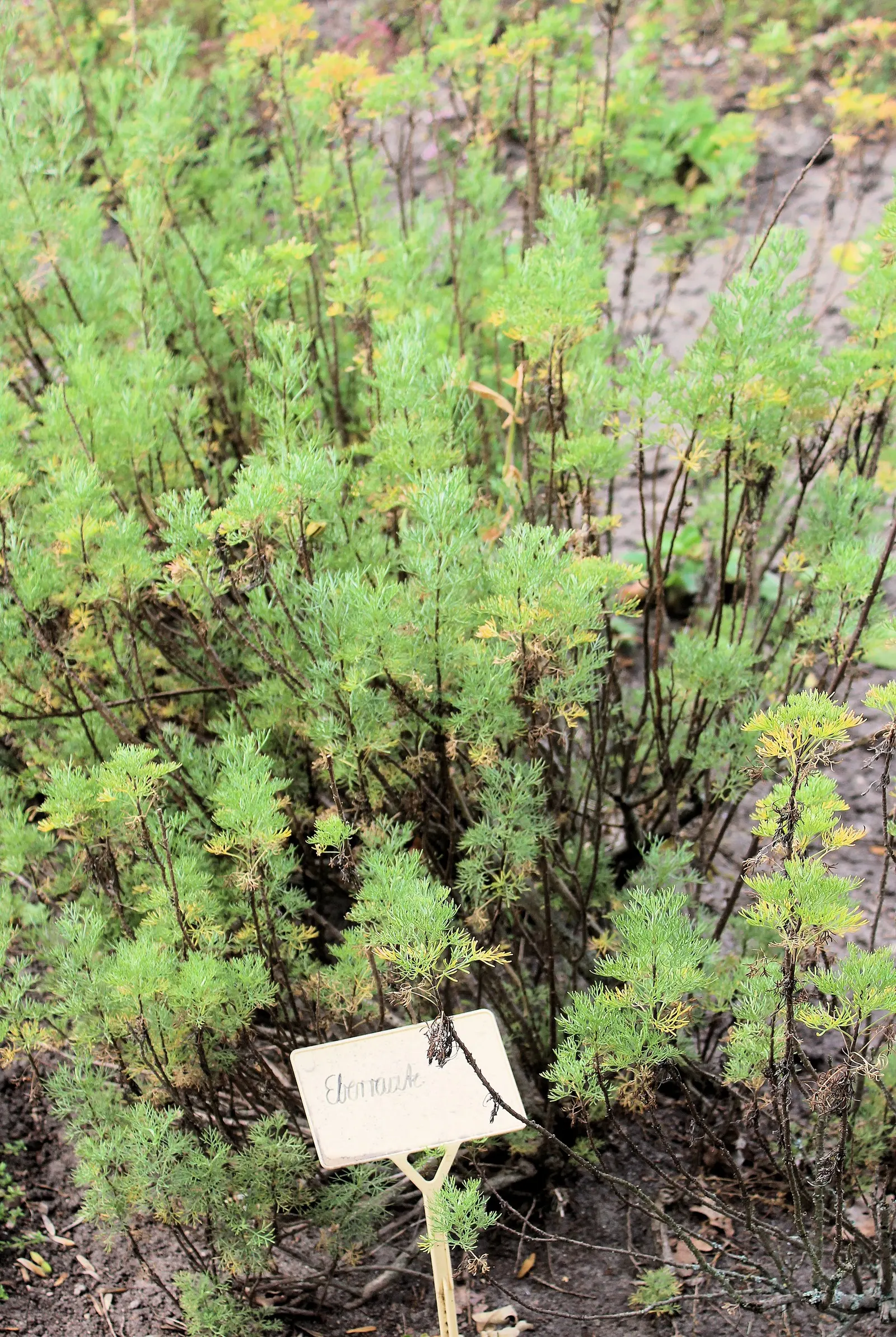 Southernwood (Artemisia Abrotanum) — Providing an elegant yet hardy solution