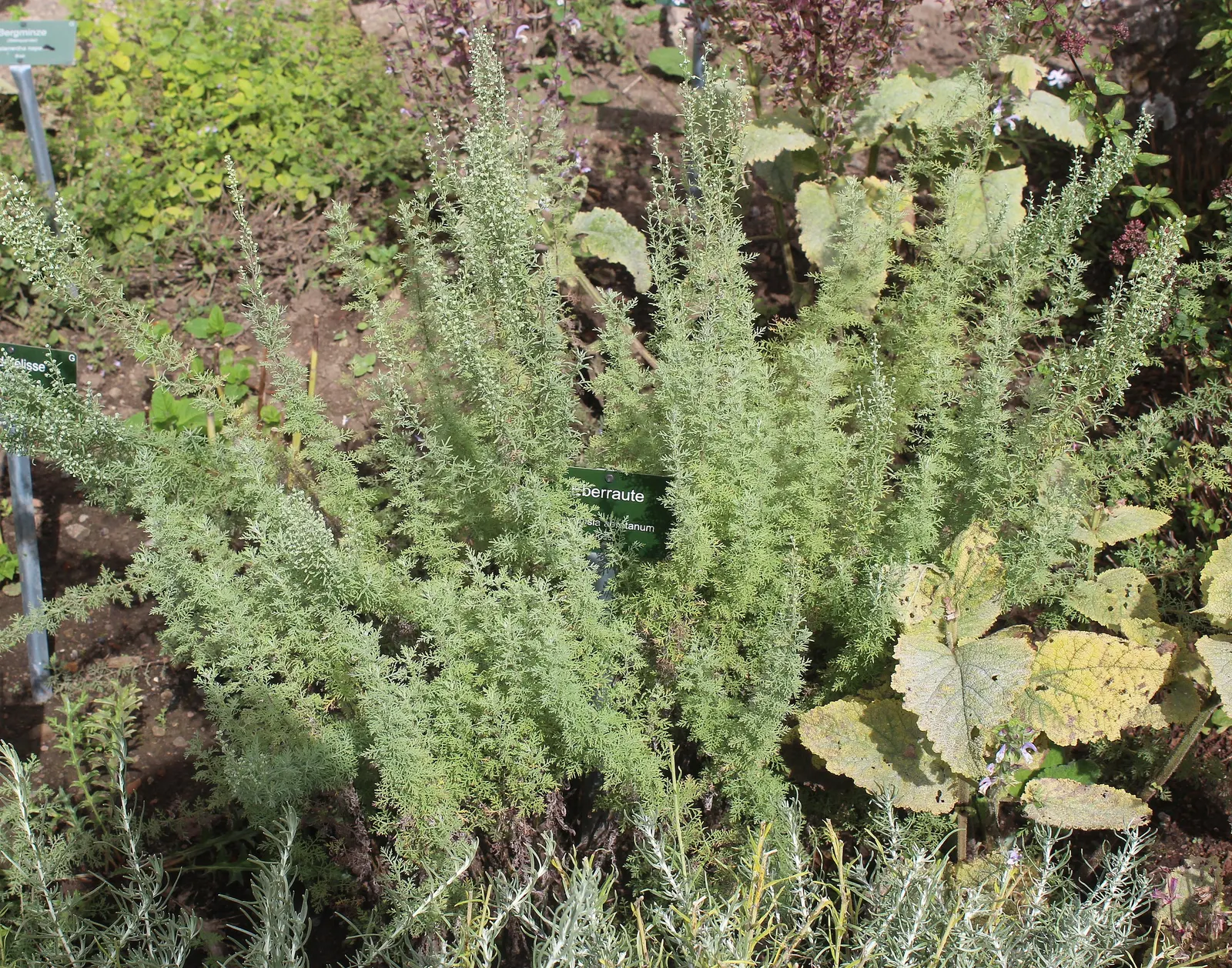 Southernwood (Artemisia Abrotanum) — which bloom in late summer