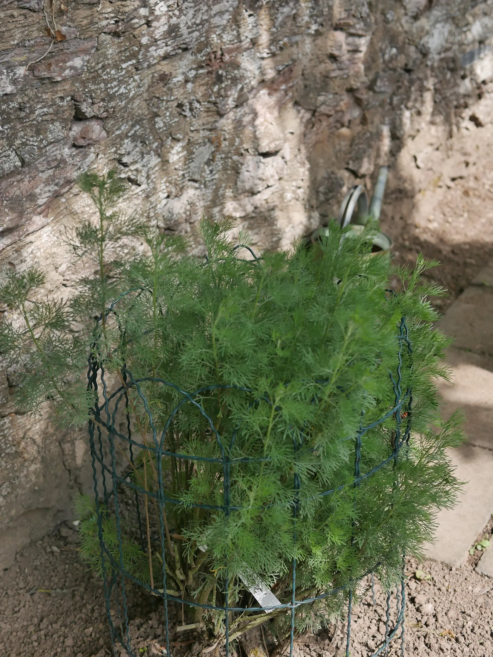 Southernwood (Artemisia Abrotanum) — Southernwood thrives in full sun and well-draining soil