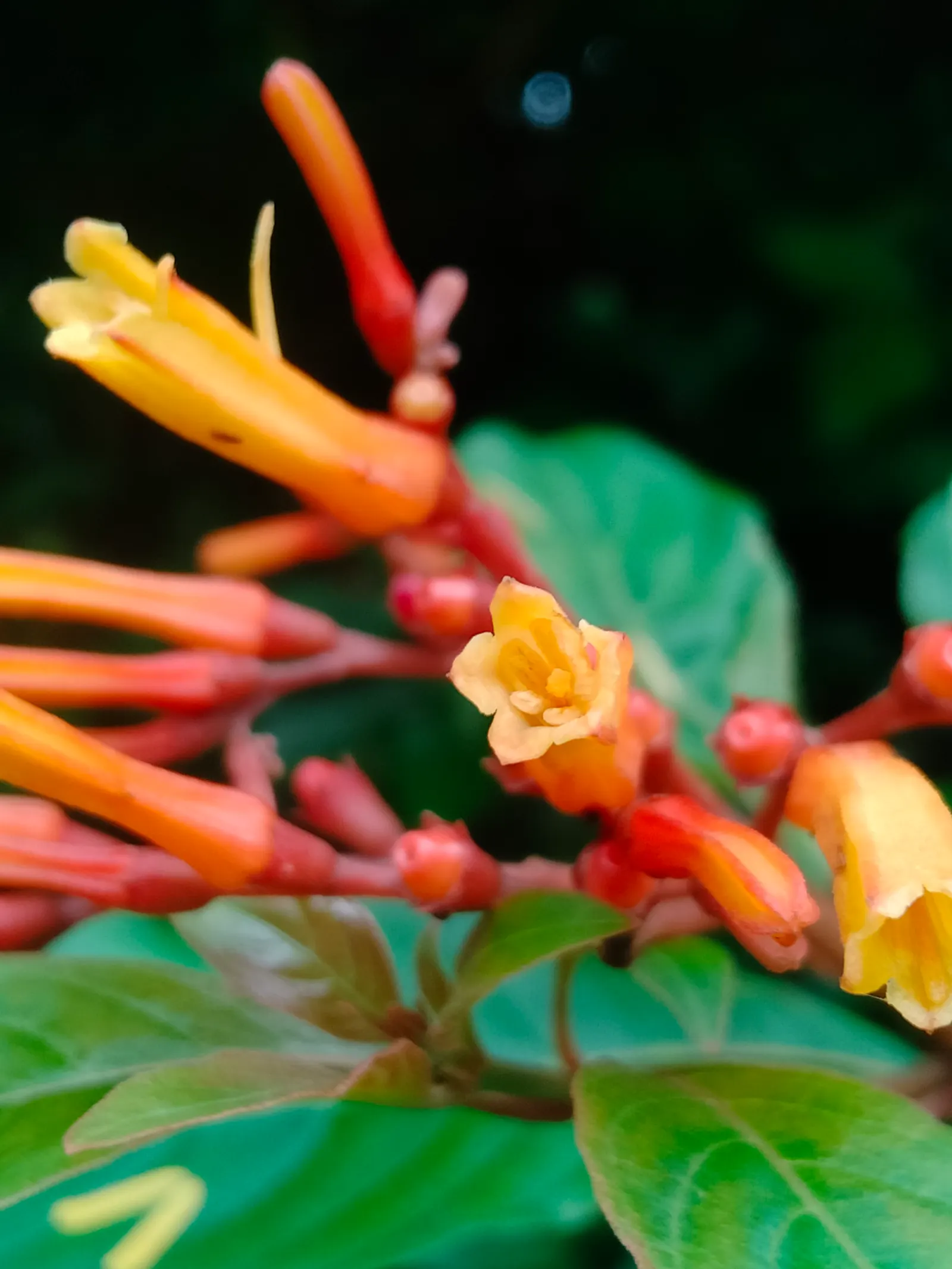Flame Acanthus (Anisacanthus Quadrifidus Wrightii) — orange and red flowers in the garden