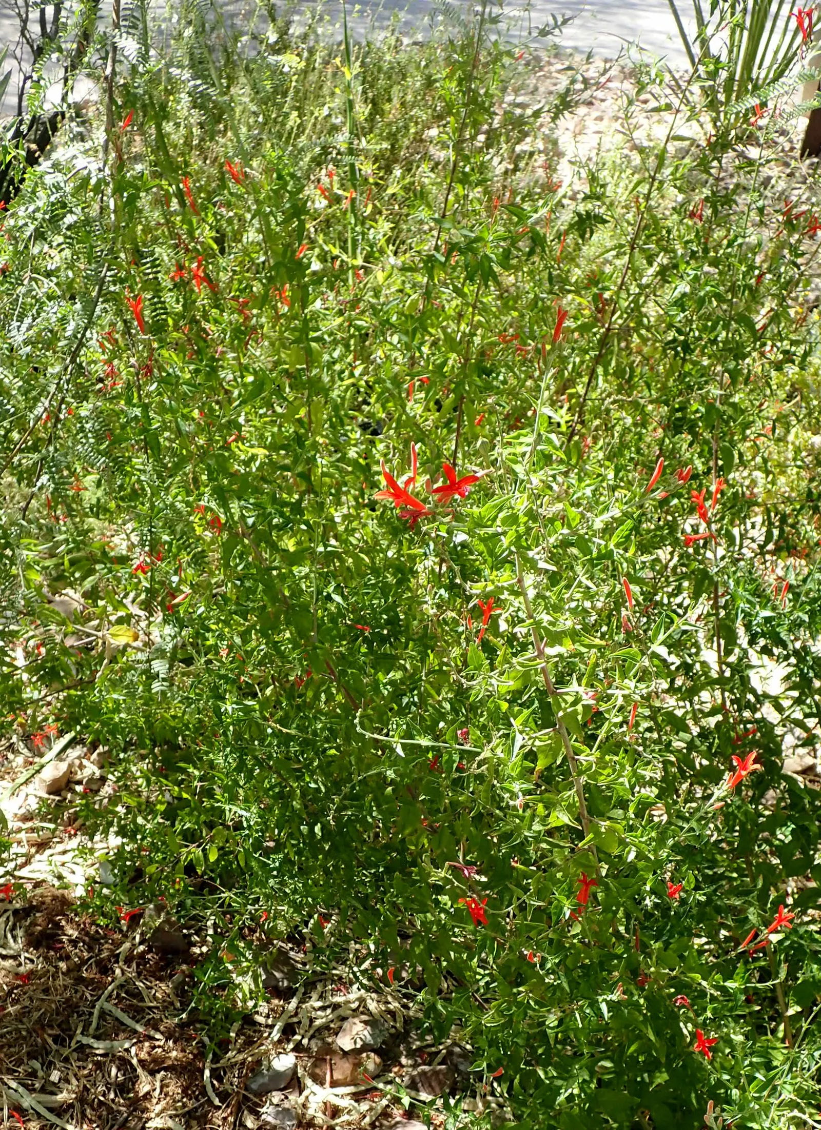 Flame Acanthus (Anisacanthus Quadrifidus Wrightii) — are designed to attract hummingbirds and butterflies