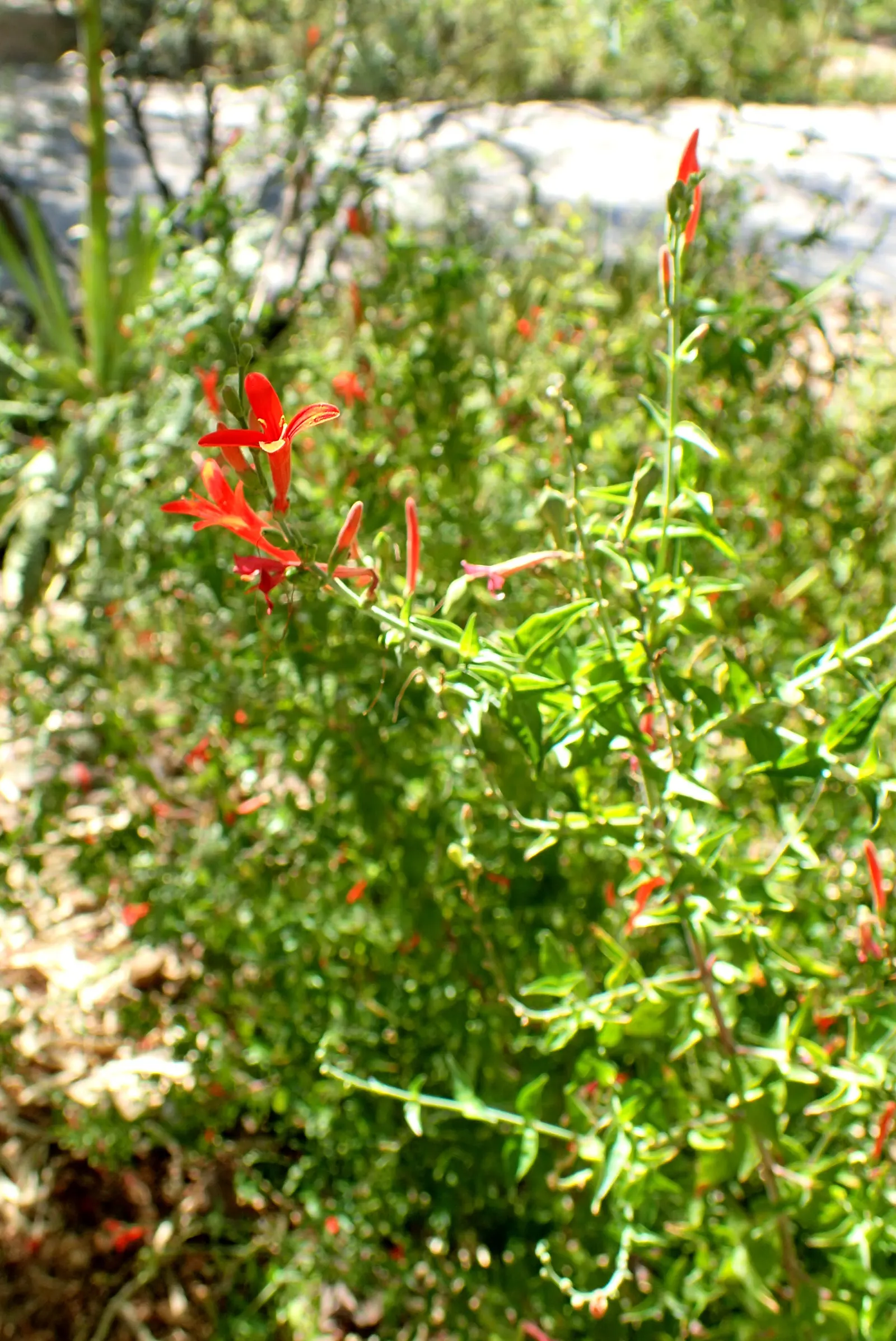 Flame Acanthus (Anisacanthus Quadrifidus Wrightii) — Once established, it asks for little water, making it an excellent choice for xeriscape landscapes