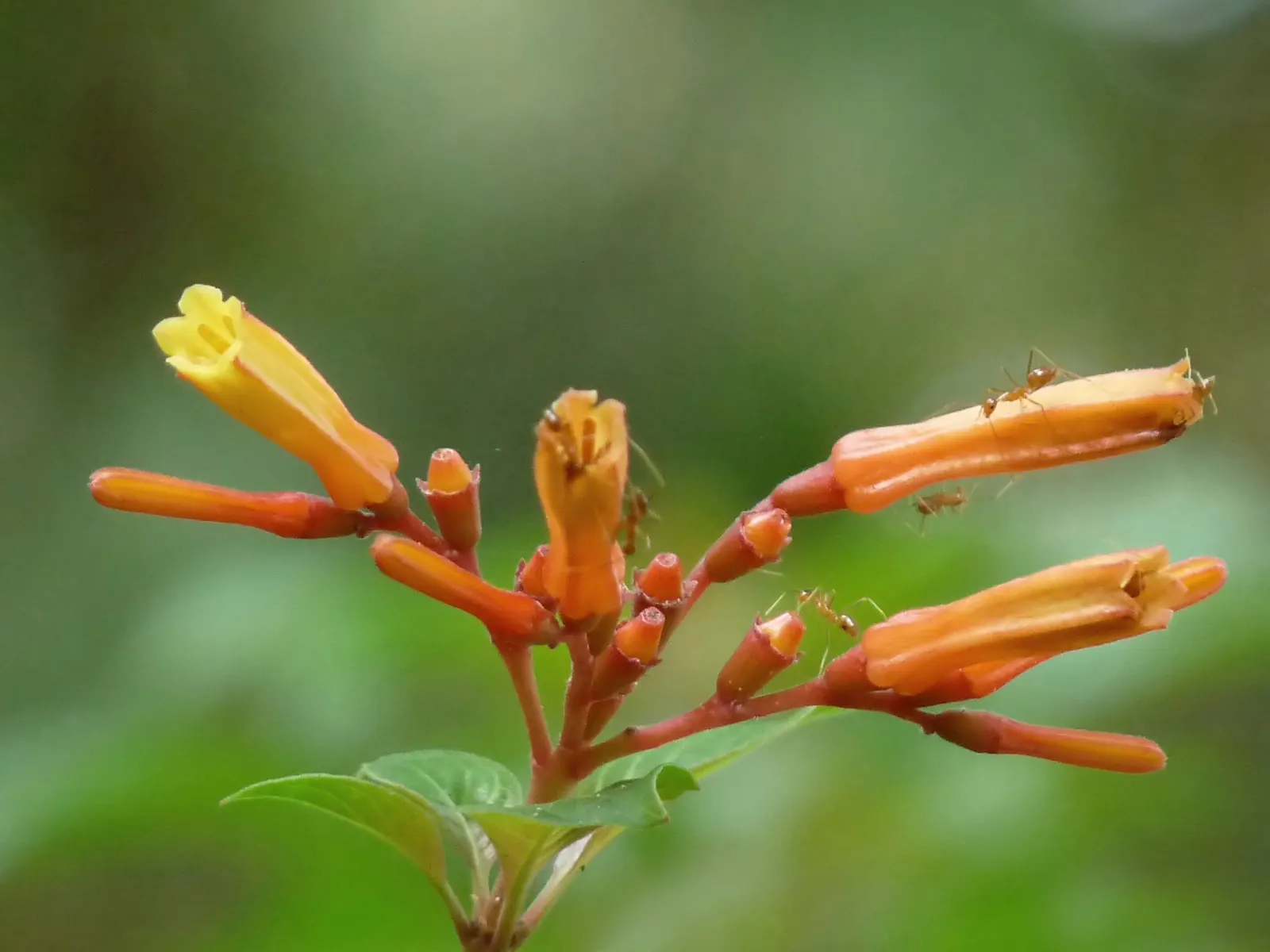 Flame Acanthus (Anisacanthus Quadrifidus Wrightii) — this deciduous to semi-evergreen shrub is adaptable to a variety of soils