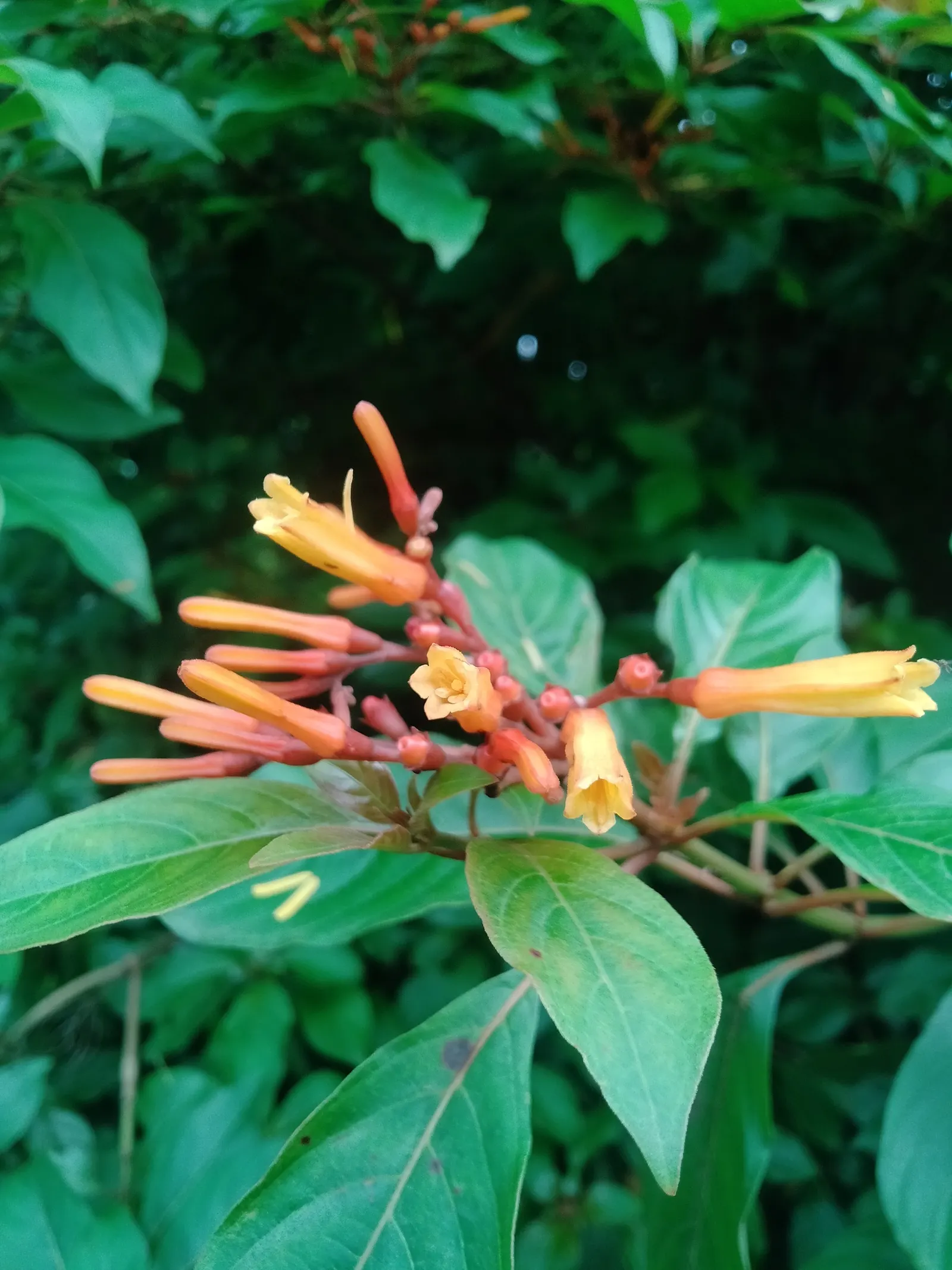 Flame Acanthus (Anisacanthus Quadrifidus Wrightii) — Pruning in late winter can encourage denser foliage and more prolific blooming
