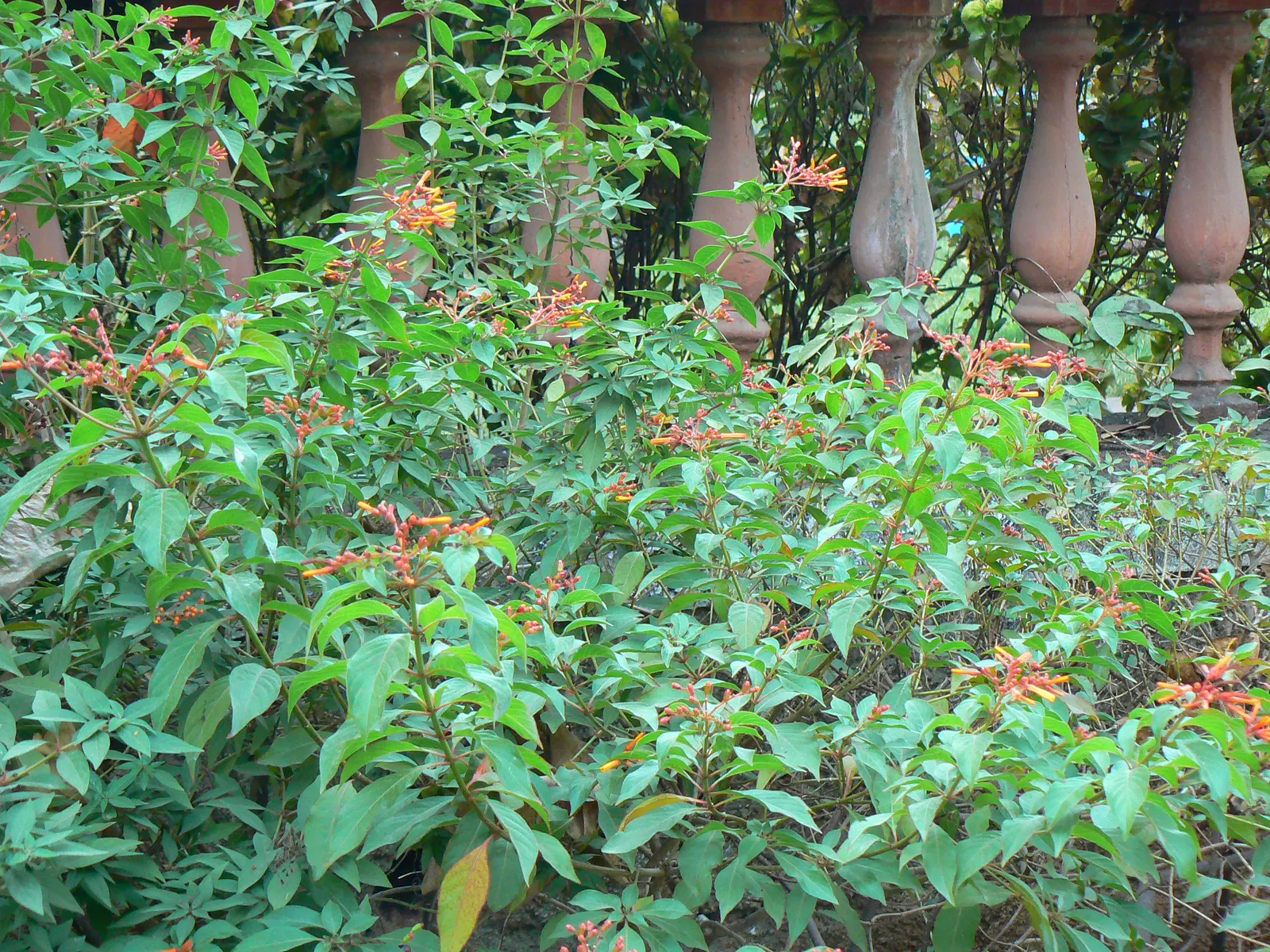 Flame Acanthus (Anisacanthus Quadrifidus Wrightii) — Mature size reaches 3-4 ft tall and wide, with a bushy, upright habit