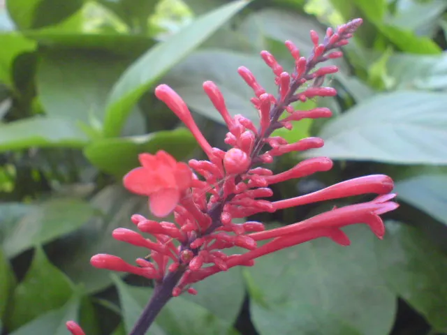 Flame Acanthus (Anisacanthus Quadrifidus Wrightii) — Growing to an ideal size of 3 to 4 feet in both height and spread
