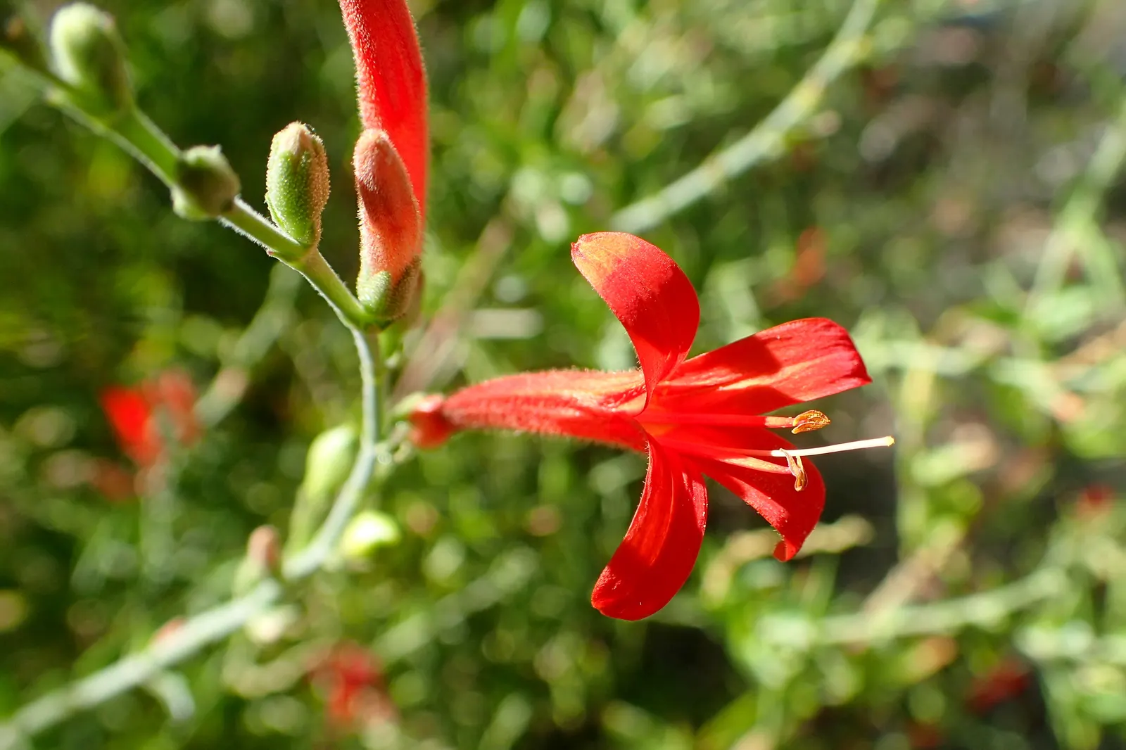 Flame Acanthus (Anisacanthus Quadrifidus Wrightii) — the Flame Acanthus presents an upright