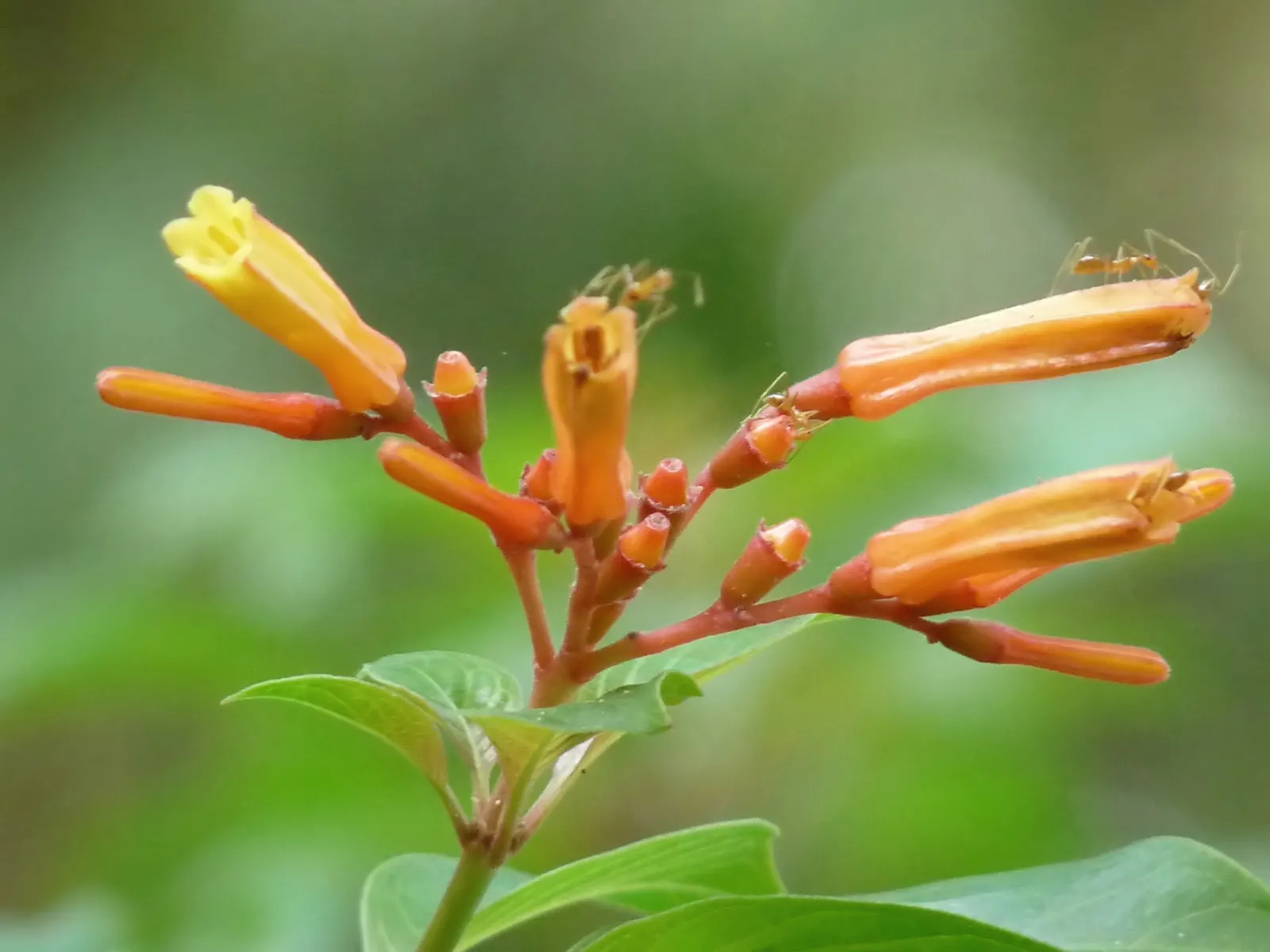 Flame Acanthus (Anisacanthus Quadrifidus Wrightii) — including calcareous types