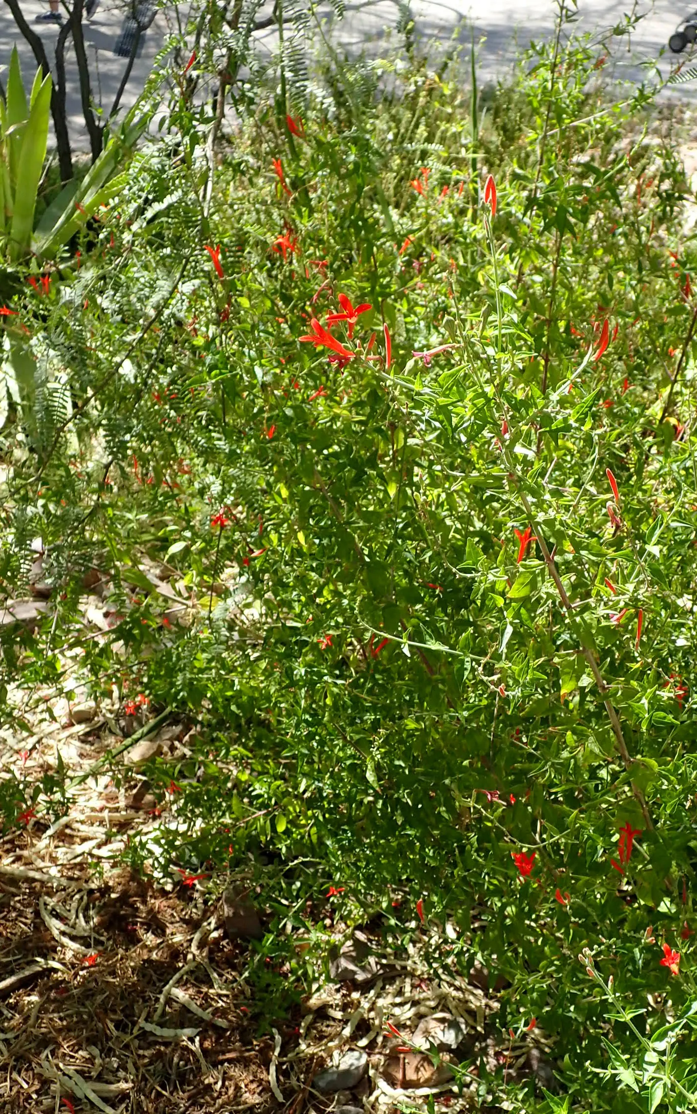 Flame Acanthus (Anisacanthus Quadrifidus Wrightii) — thereby infusing your landscape with lively pollinator activity