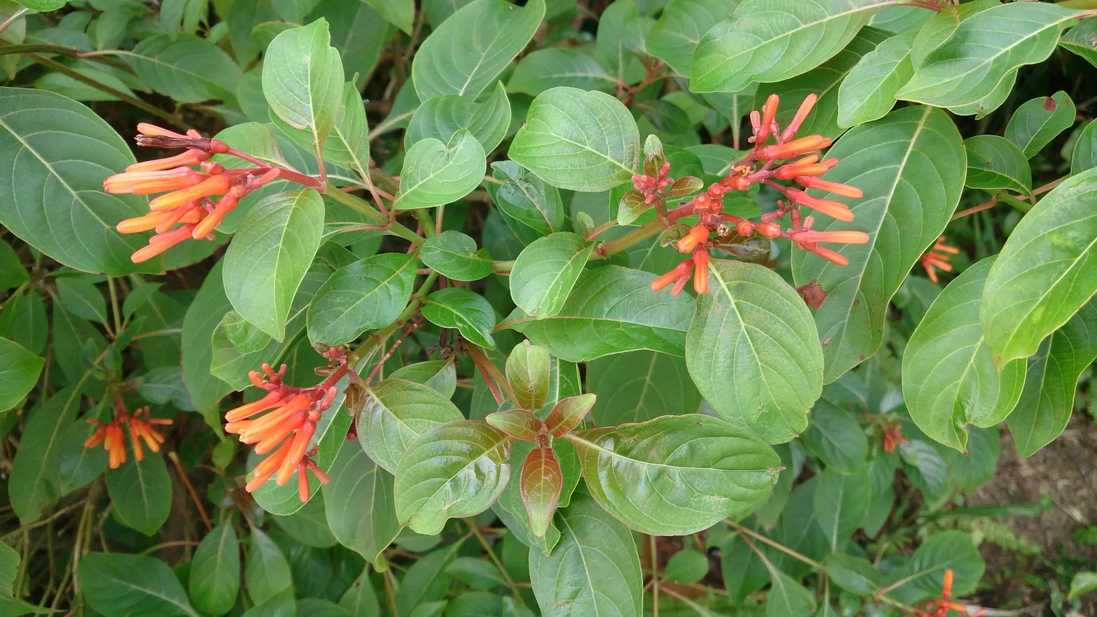 Flame Acanthus (Anisacanthus Quadrifidus Wrightii) — wrightii, is a drought-tolerant, deciduous shrub thriving in full sun to partial shade