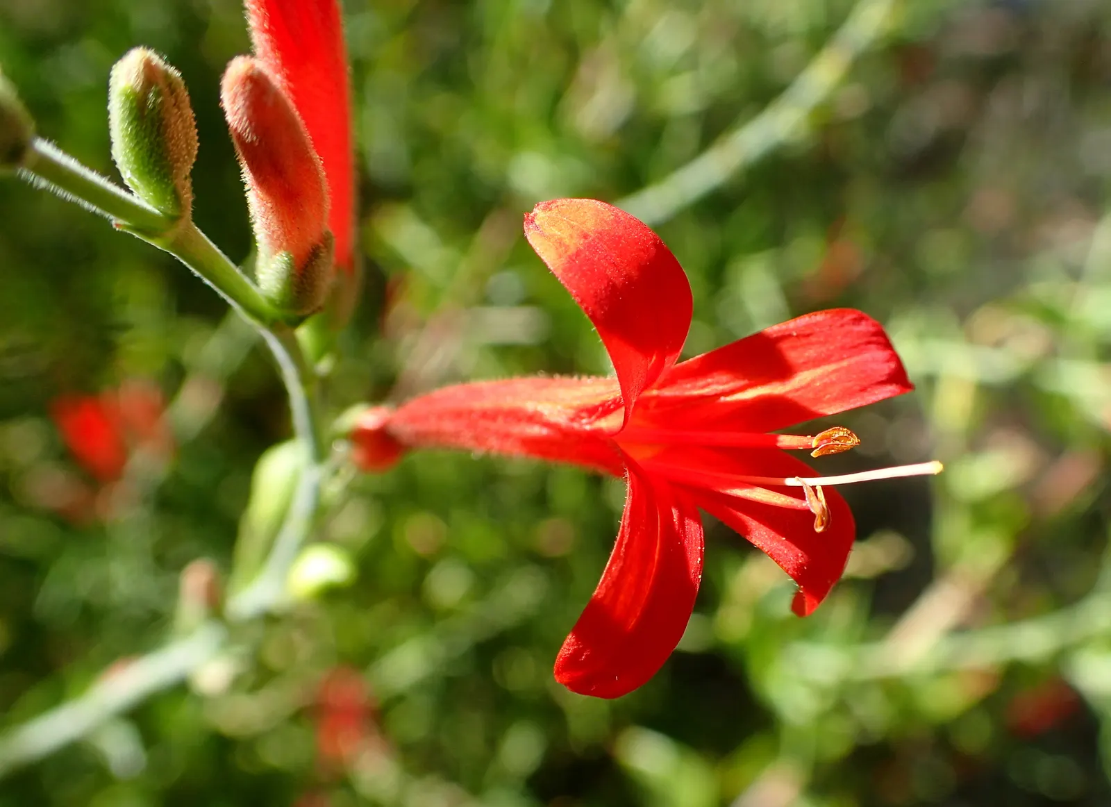 Flame Acanthus (Anisacanthus Quadrifidus Wrightii) — it's important to note that Anisacanthus quadrifidus wrightii requires minimal maintenance