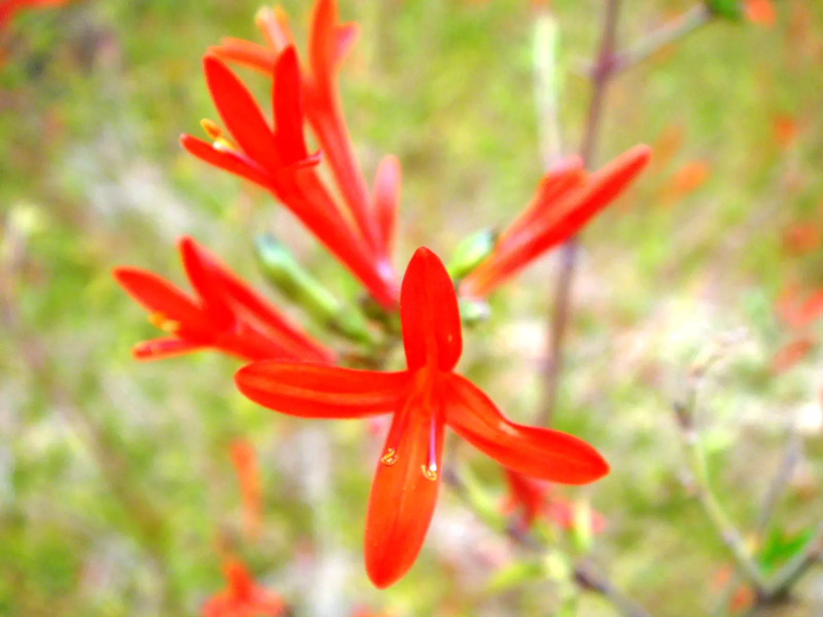 Flame Acanthus (Anisacanthus Quadrifidus Wrightii) — This drought-tolerant and heat-loving specimen is native to Texas and Mexico