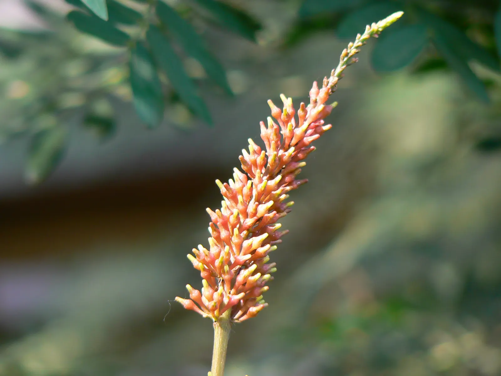 Flame Acanthus (Anisacanthus Quadrifidus Wrightii) — Tubular, fiery red to orange flowers bloom from summer to fall, attracting hummingbirds and butterflies