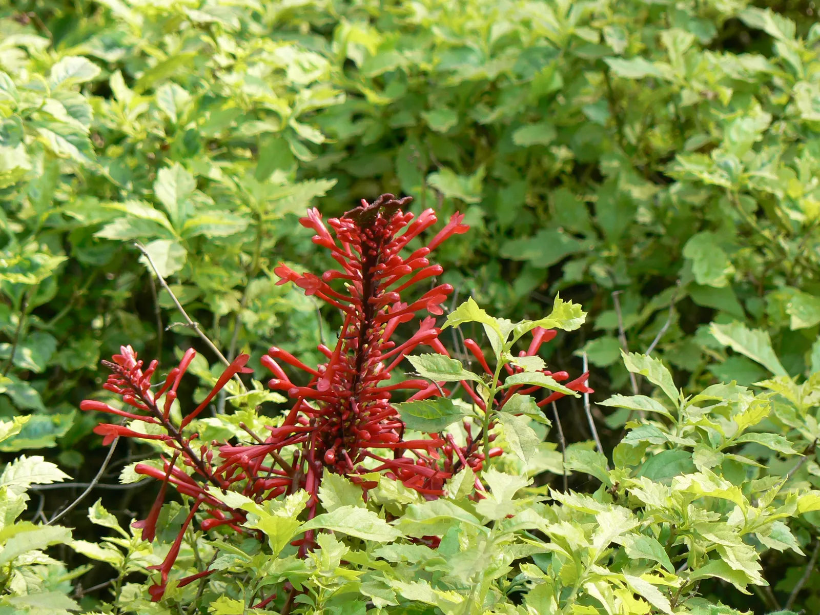 Flame Acanthus (Anisacanthus Quadrifidus Wrightii) — which typically measure about an inch in length