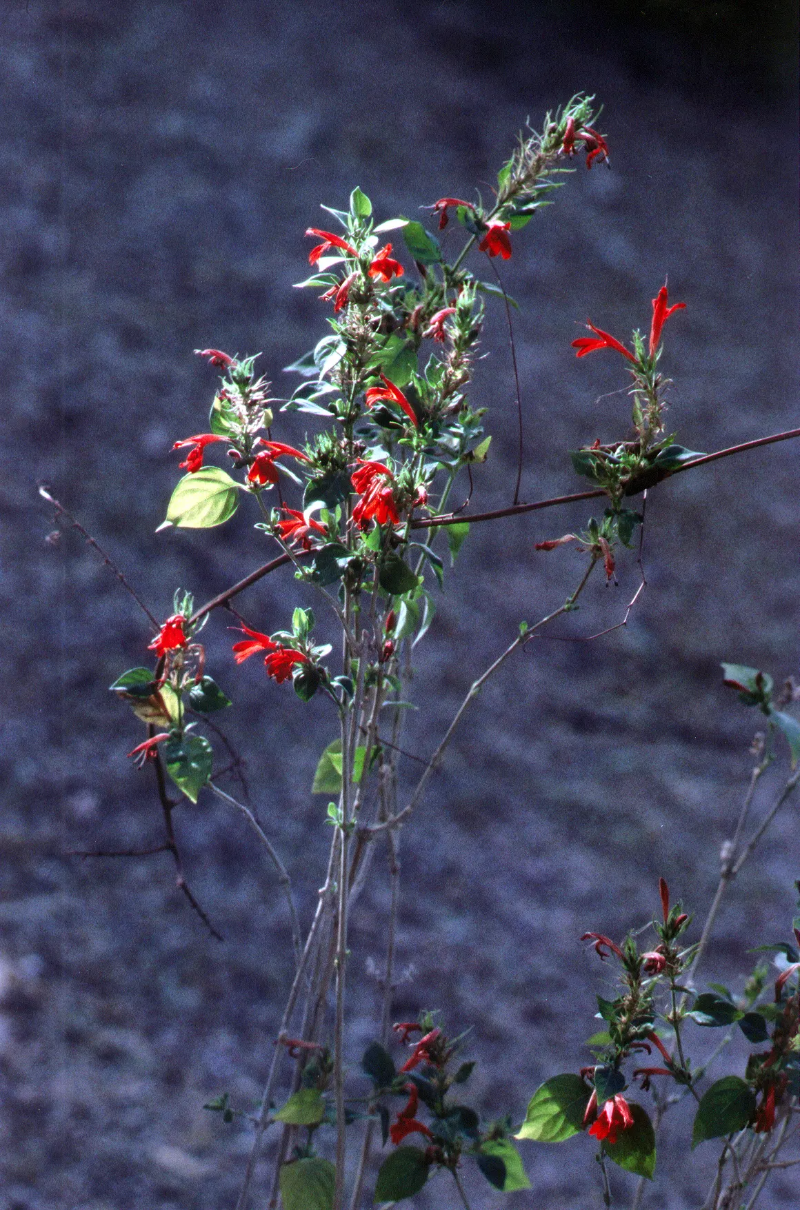 Flame Acanthus (Anisacanthus Quadrifidus Wrightii) — shrub with orange and red blooms