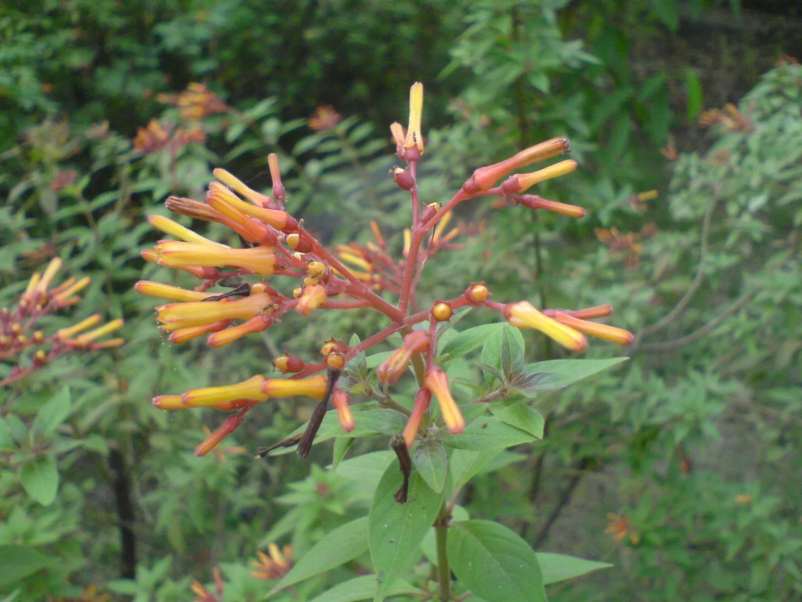 Flame Acanthus (Anisacanthus Quadrifidus Wrightii) — thriving in USDA zones 7 through 11